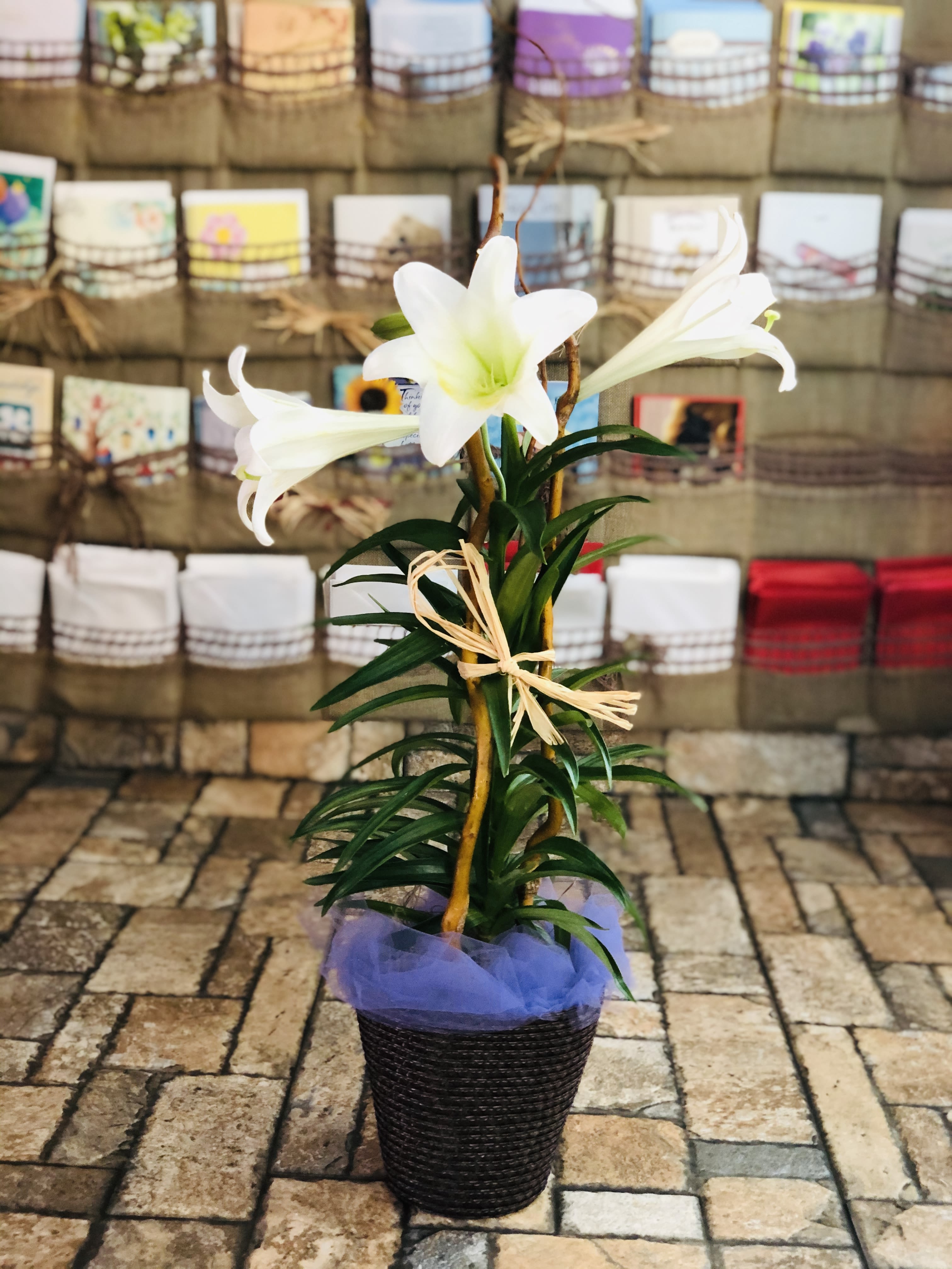 Easter Lily Plant - Easter Lily Plant
