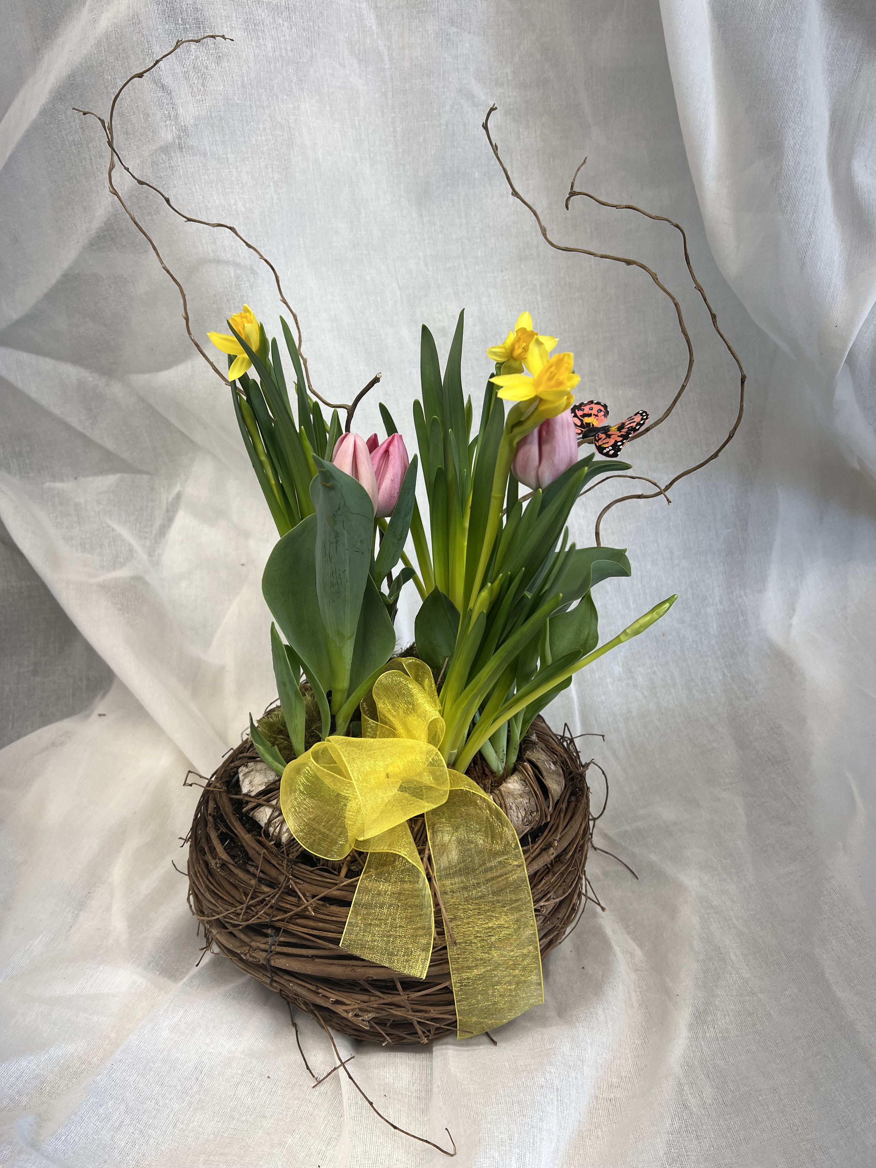 Here Comes the Sun - A delightful bulb garden in a "nest" basket. Daffodils , tulips and or hyacinths may be included, and after they have bloomed can be planted in your garden to bring the sunshine back year after year!