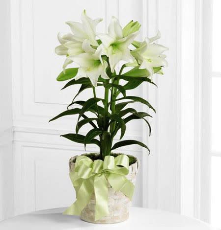 Easter Lily Plant - The white Easter lily with it's beautiful trumpet-shaped blossoms symbolizes purity, hope, and life - the spiritual essence of Easter - and all the promises of Spring. Gracing millions of homes and churches, Easter lilies embody joy, hope and life. Whether given as a gift or enjoyed in your own home, the Easter Lily also know as the Peace Lily serves as a beautiful reminder that Easter is a time for rejoicing and celebrating.