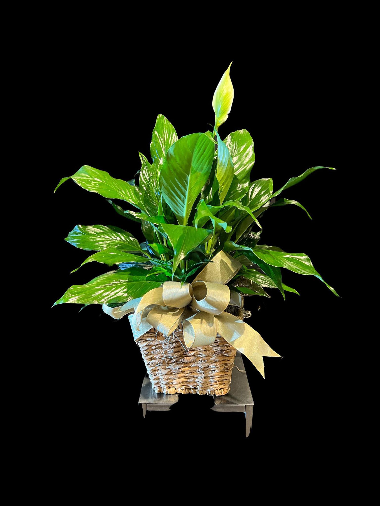 Potted green houseplant in a woven basket with a gold ribbon