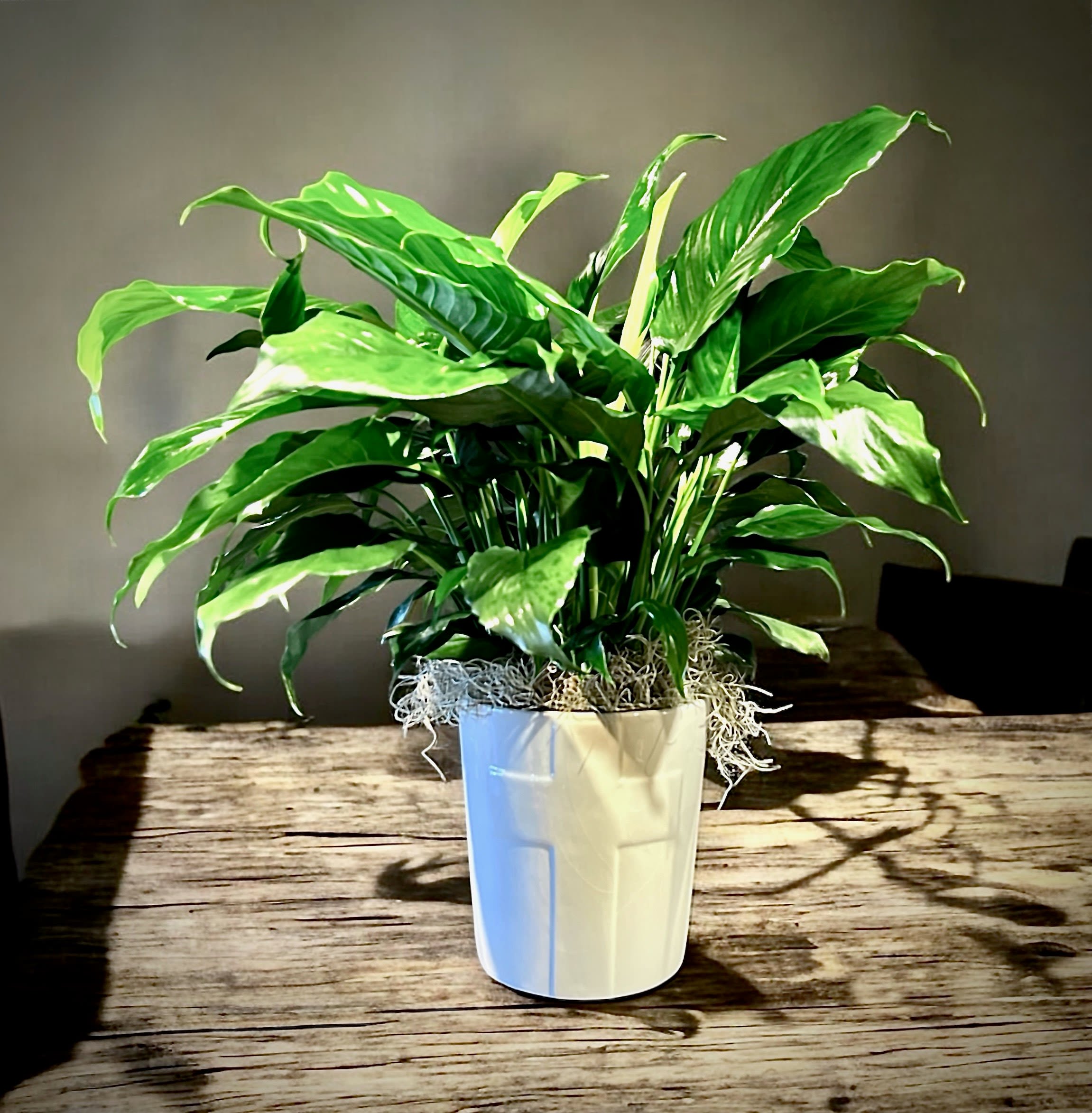Potted peace lily plant in a white ceramic pot