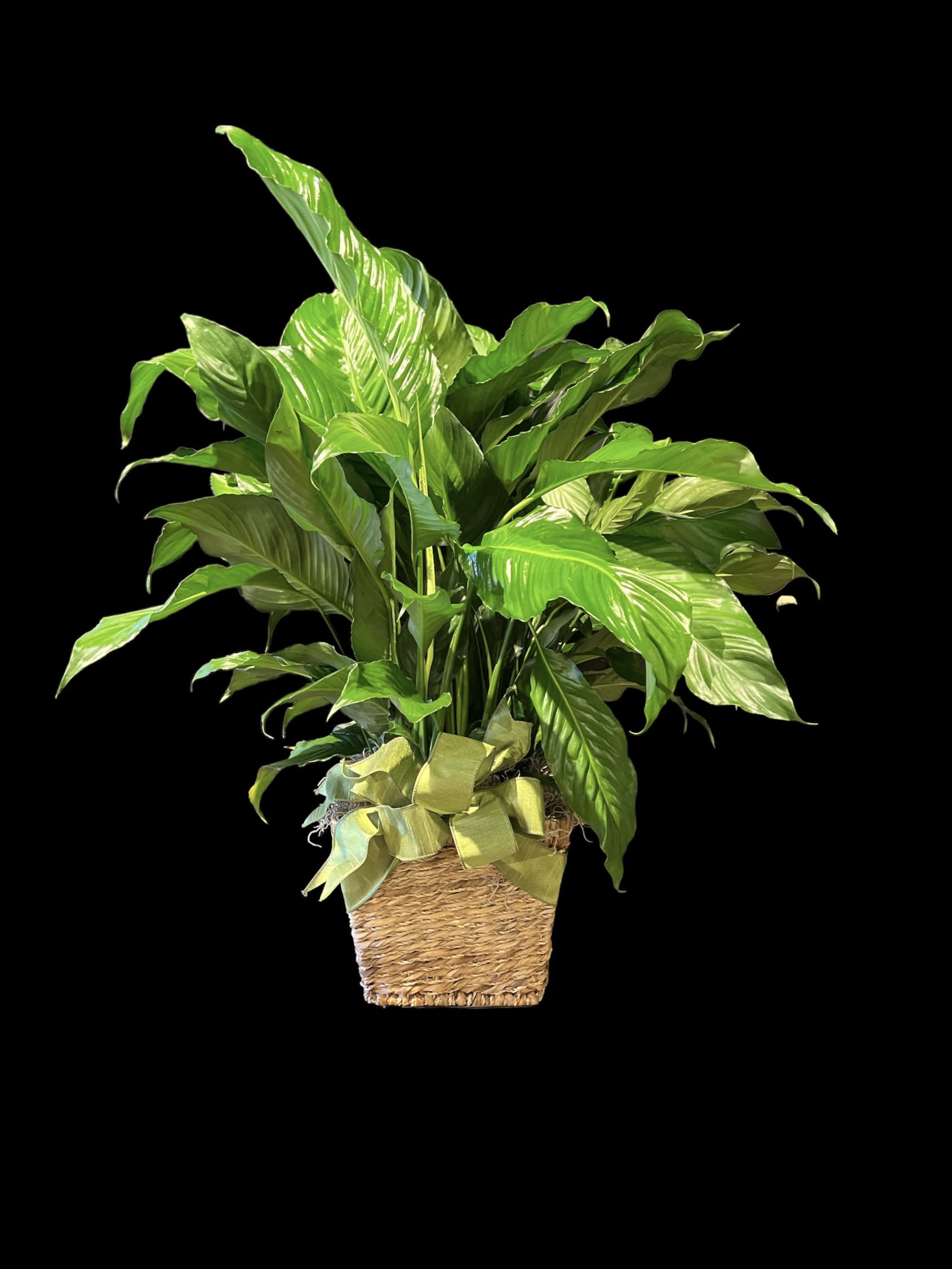 Potted green houseplant in a woven basket with a ribbon