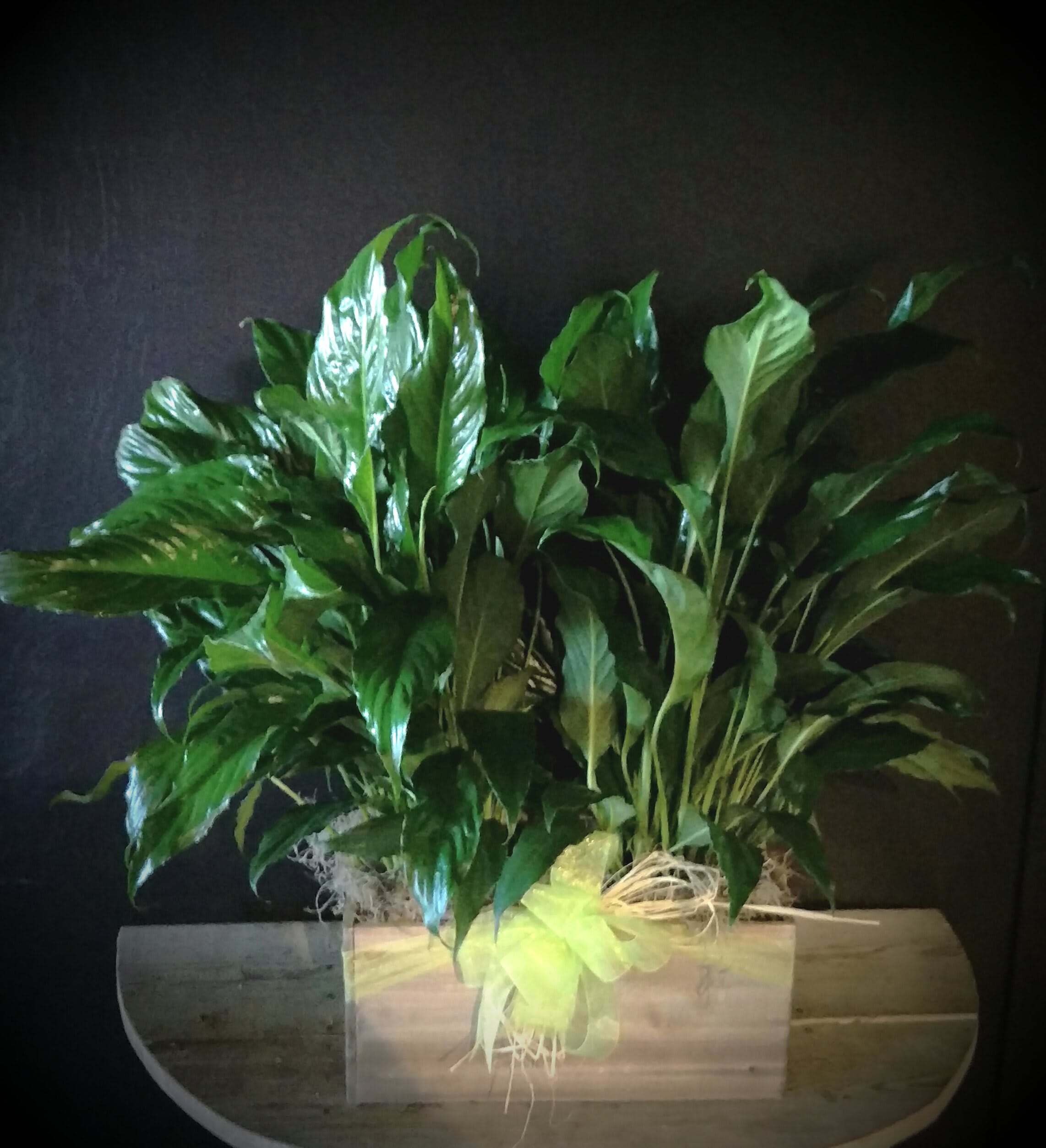 Two lush green potted plants in a wooden planter against a dark background.
