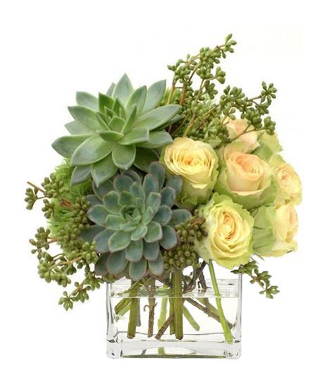 Compact arrangement of succulents and pale yellow roses in a clear glass cube vase