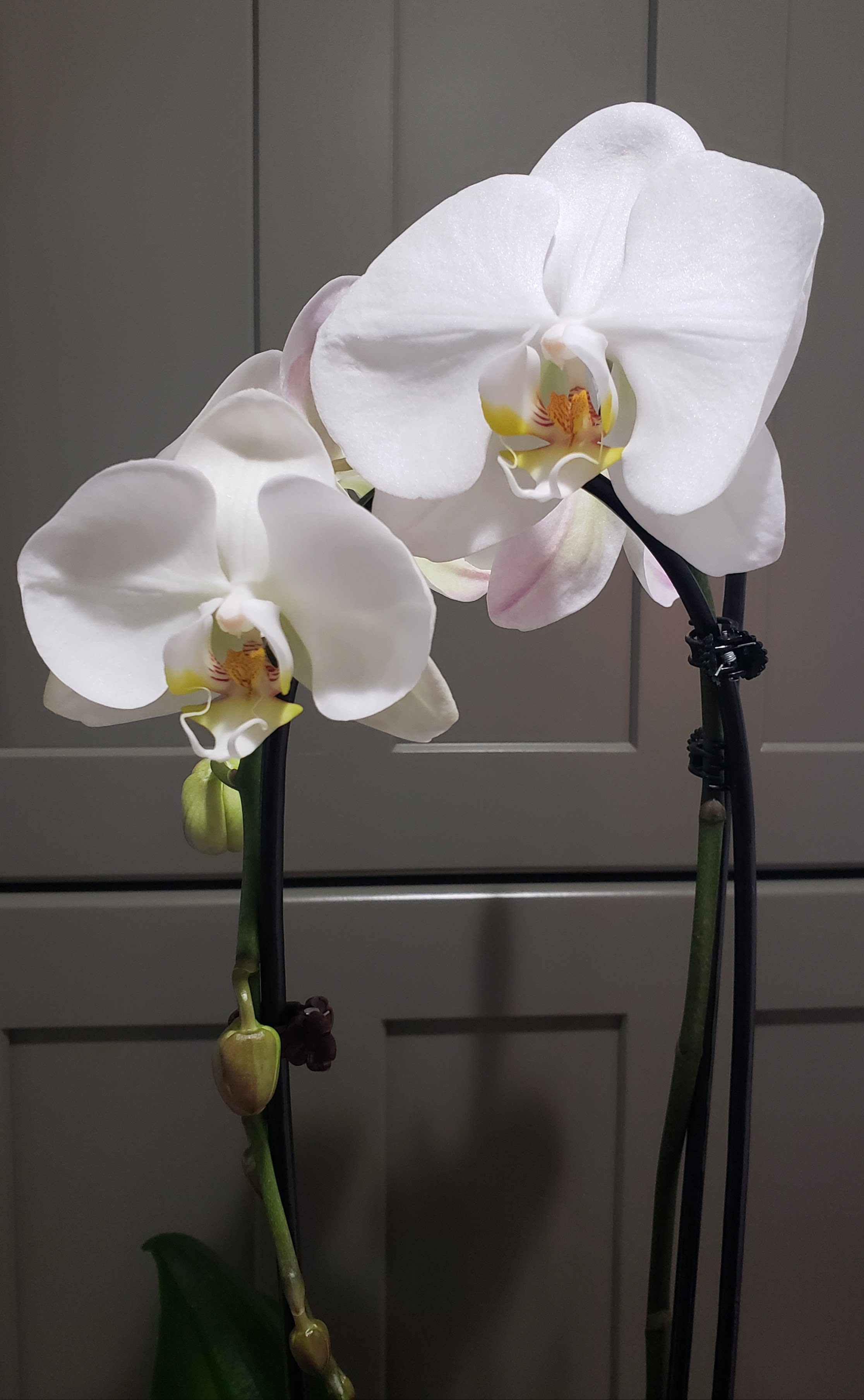 Classic Orchid Plant - - This traditional Orchid style is potted as a single, individual plant. A variety of colors &amp; hybrid styles are available throughout the year. The selection will vary based on the Greenhouses inventory supply. The sample photo will usually NOT match. The white is usually readily available with 24-48 notice. Florist will hand select one from the Greenhouses.