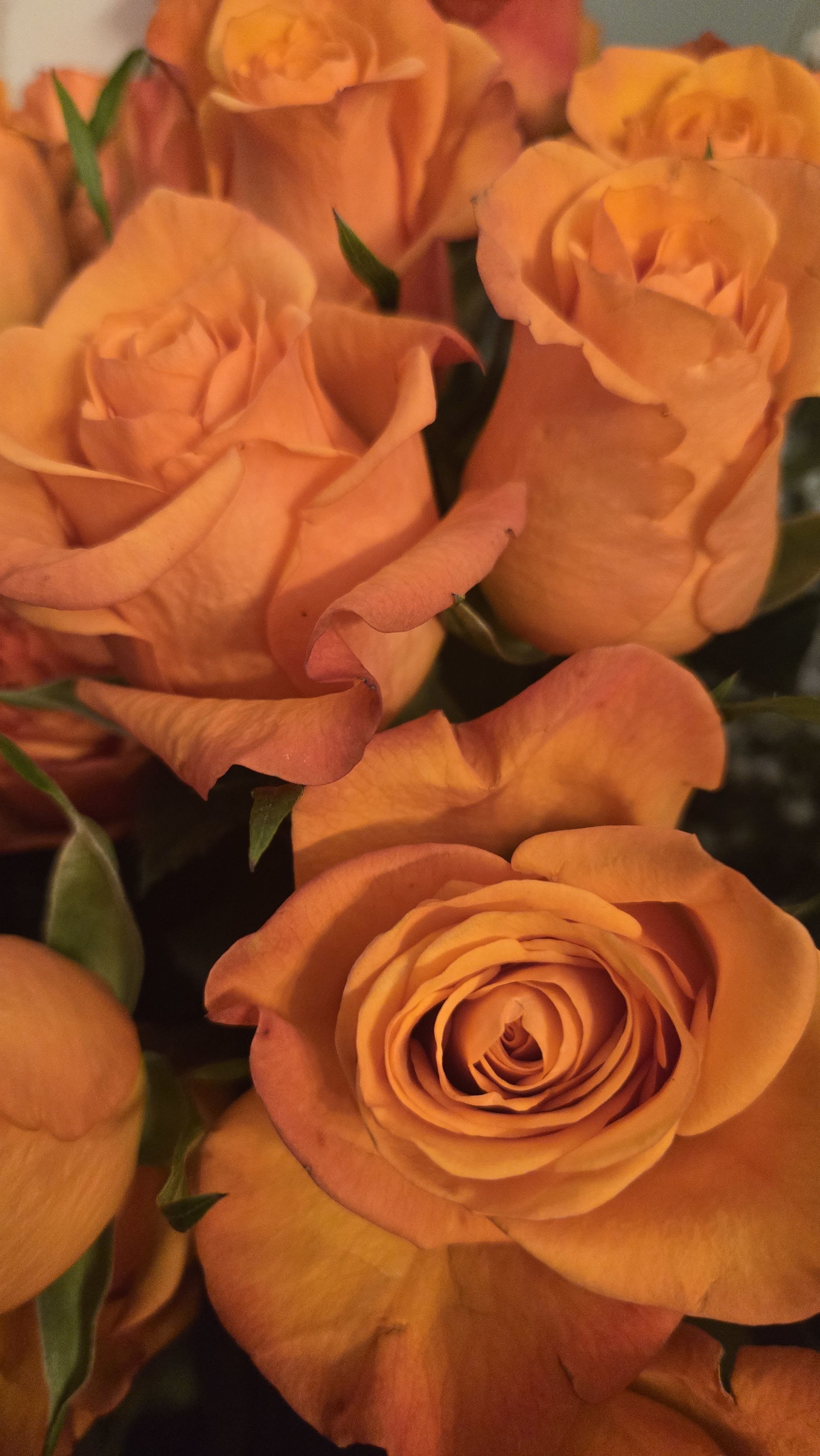 Crushing It With Valentines  - Stunning and bold Orange Crush Rose's are here! NO vase with this option! Premium option is Vased!  50-60cm in size, good petal count, too! Send something different? Non-traditional color for a Valentines flower delivery. Wrapped up! Recipient will design the bouquet of flowets and a few Rose's in their own container upon receiving. 