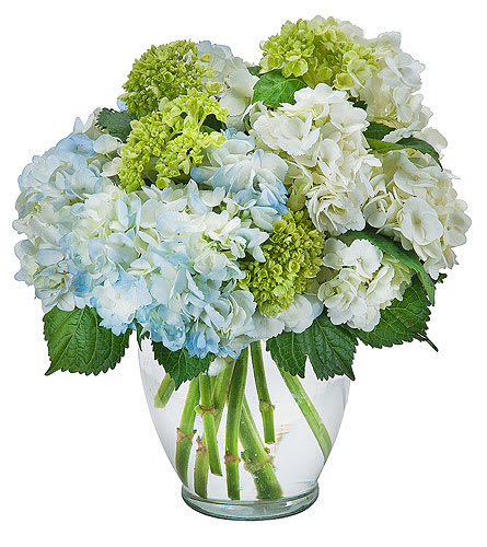 Southern Hospitality - A clear vase filled with beautiful hydrangea. Approximately 8" W X 11" H As Shown : TMF-587