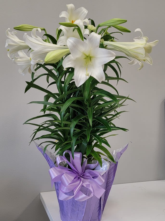 Beautiful Easter Lilies - Two easter lily plants planted in a 8 inch pot accented with a seasonal pot cover and lovely bow. There are 10 to 12 blooms in each pot.  
