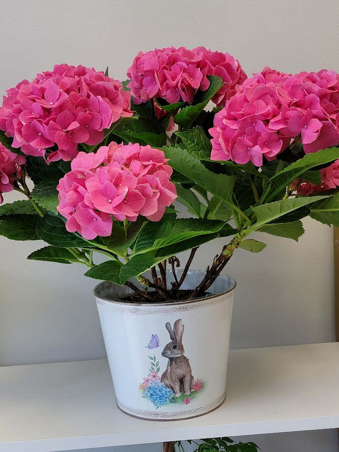 Gorgeous Pink Hydrangea Plant in Spring Planter - Stunning 6 inch potted Bright Pink Hydrangea showcased in a spring tin pot cover. Large gorgeous blooms.