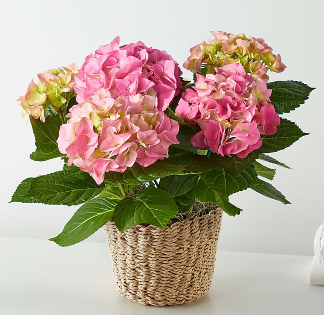 Happy Hydrangea - Available in many colors  - A timeless classic, the blue hydrangea is the perfect way to say "Happy Anything!" Plus, men love the blue hydrangea just as much as women. So go ahead and plant one on someone who deserves some special treatment.  A brilliant blue hydrangea plant is delivered in the perfect white ceramic container. Easy breezy.  Approximately 16" W x 18" H  Orientation: N/A  As Shown : T89-2A