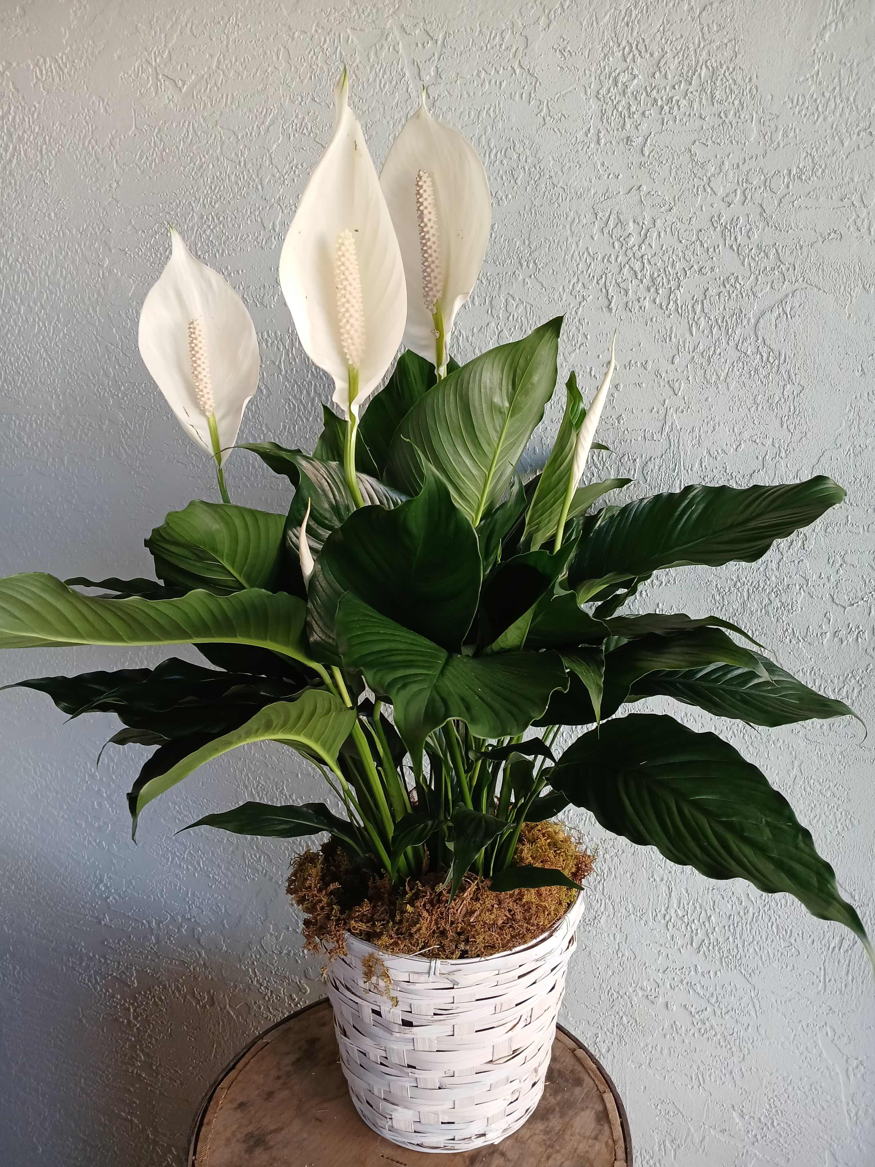 Peace lily plant with white blooms in a white woven basket