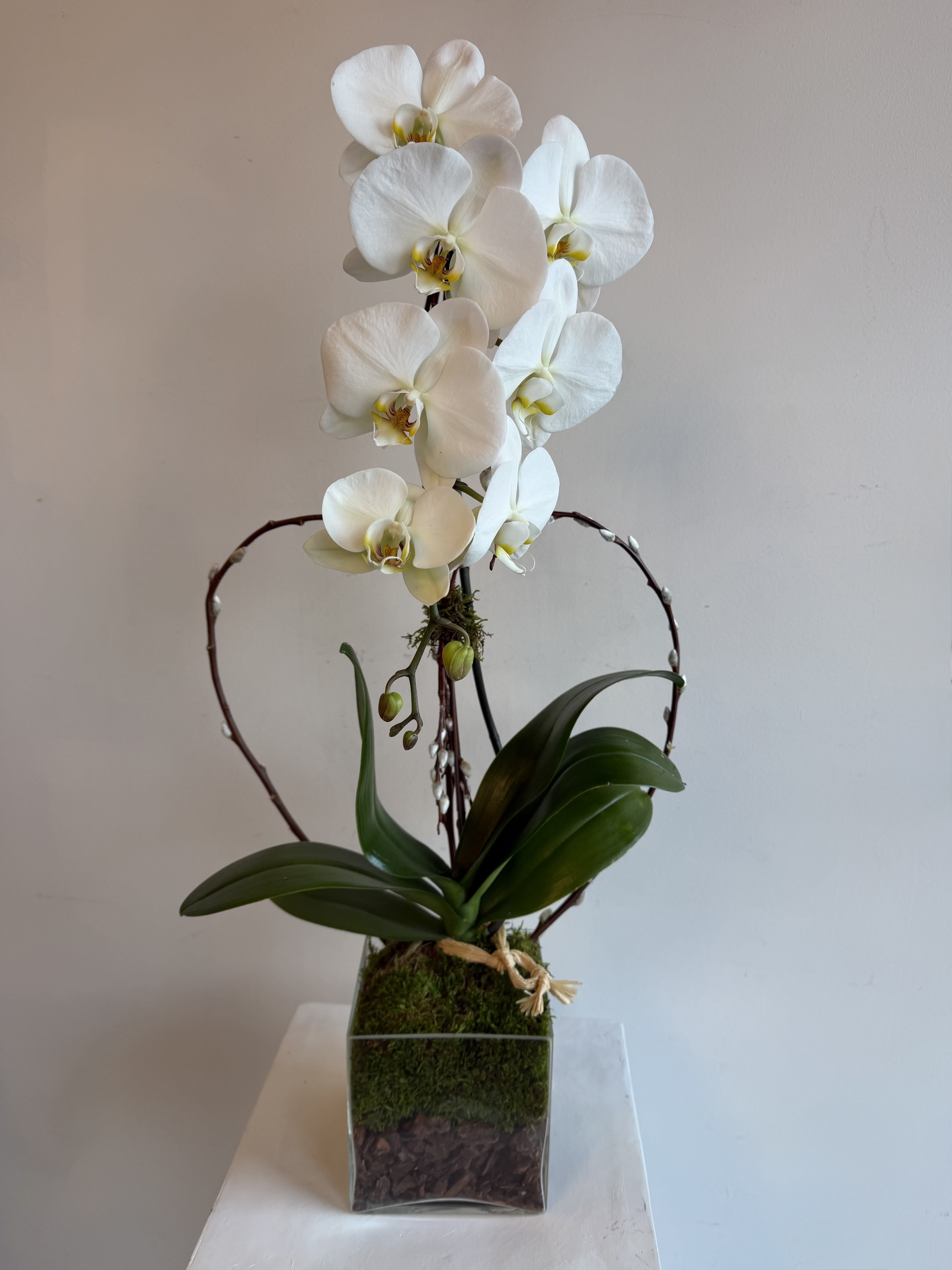 Tall white phalaenopsis orchid plant in a glass cube vase with moss and a twig heart accent