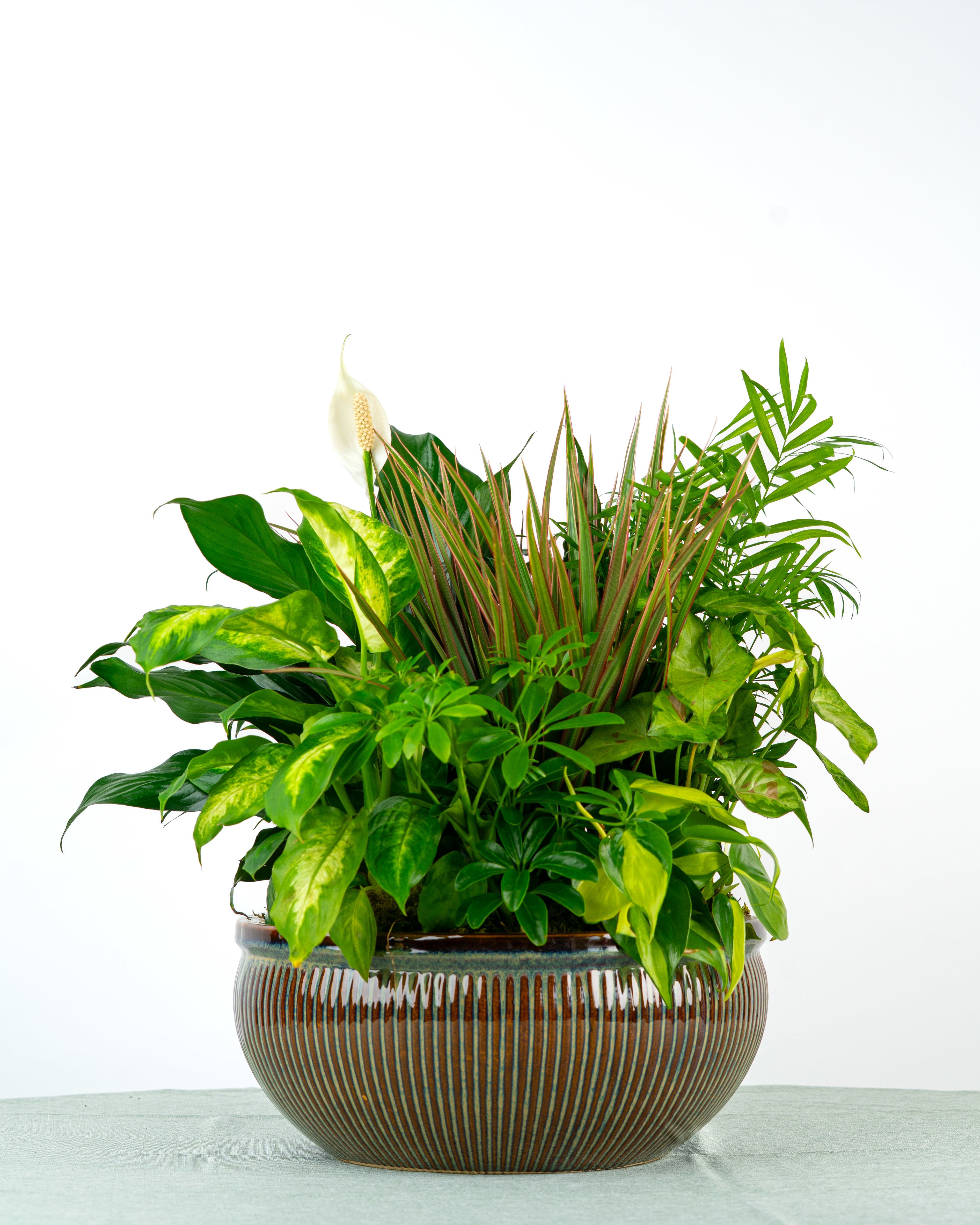 Assorted green houseplants in a wide brown ceramic bowl planter