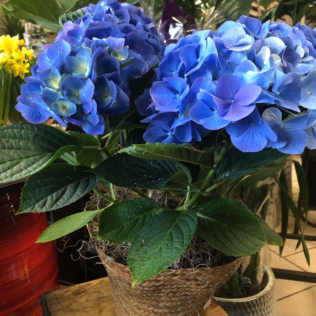 Blooming Hydrangea Plant (Color may vary) - Blooming Hydrangea plant available in blue, pink or white. 