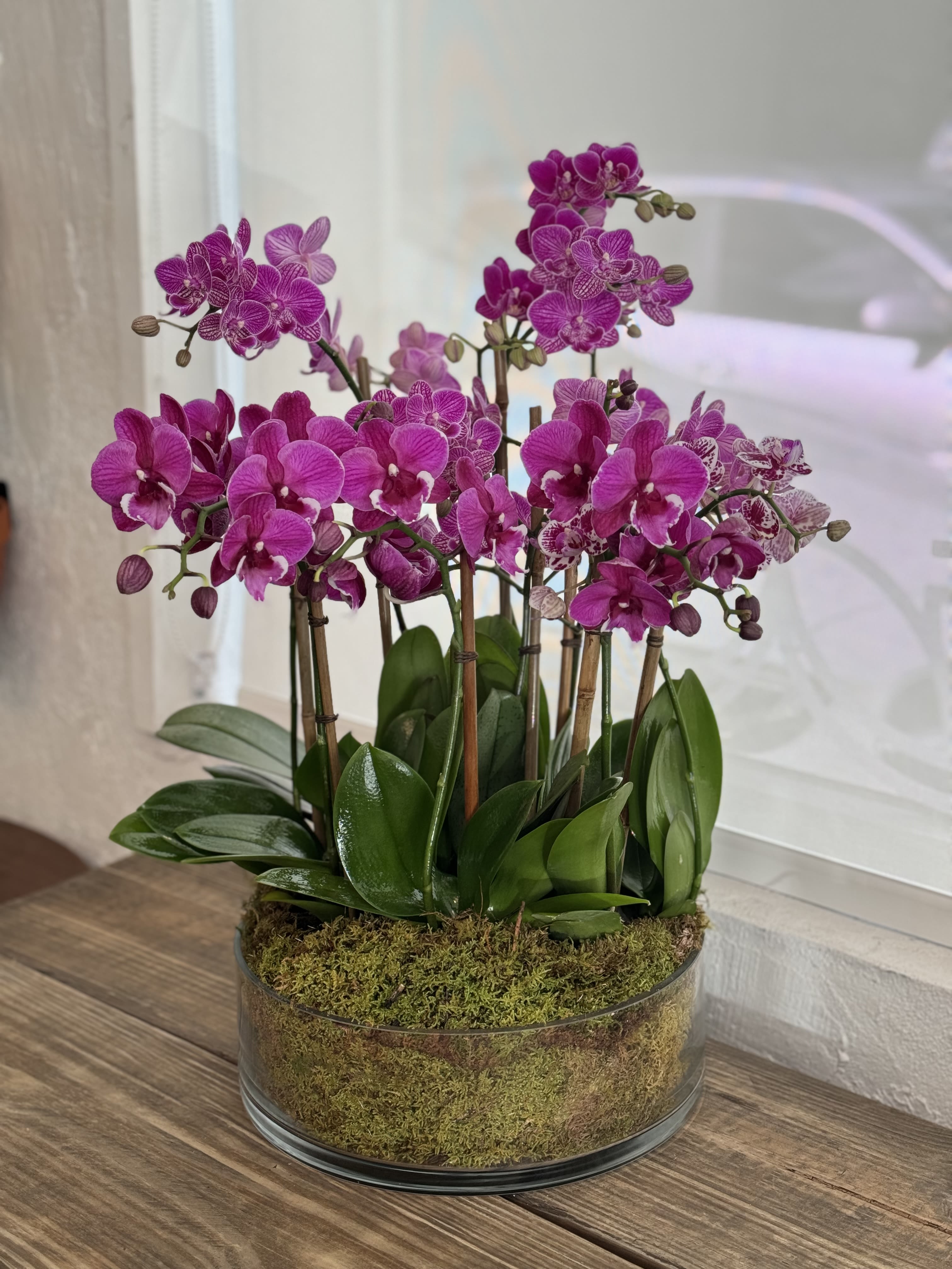 Clustered magenta phalaenopsis orchids in a low glass bowl with a moss-covered base.