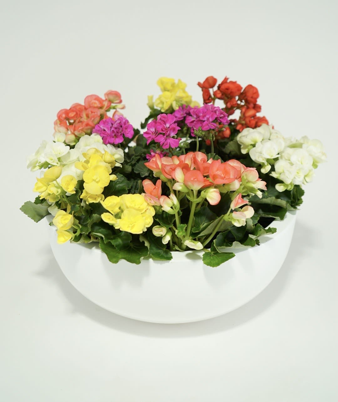 The Grandview  - Behold the breathtaking display of nature's artwork as each Begonia bloom bursts forth in a kaleidoscope of hues, ranging from fiery reds and oranges to delicate pinks and creamy whites. This fiberstone container is handmade and lightweight. Making it easy to move around to catch the perfect amount of sunlight. 