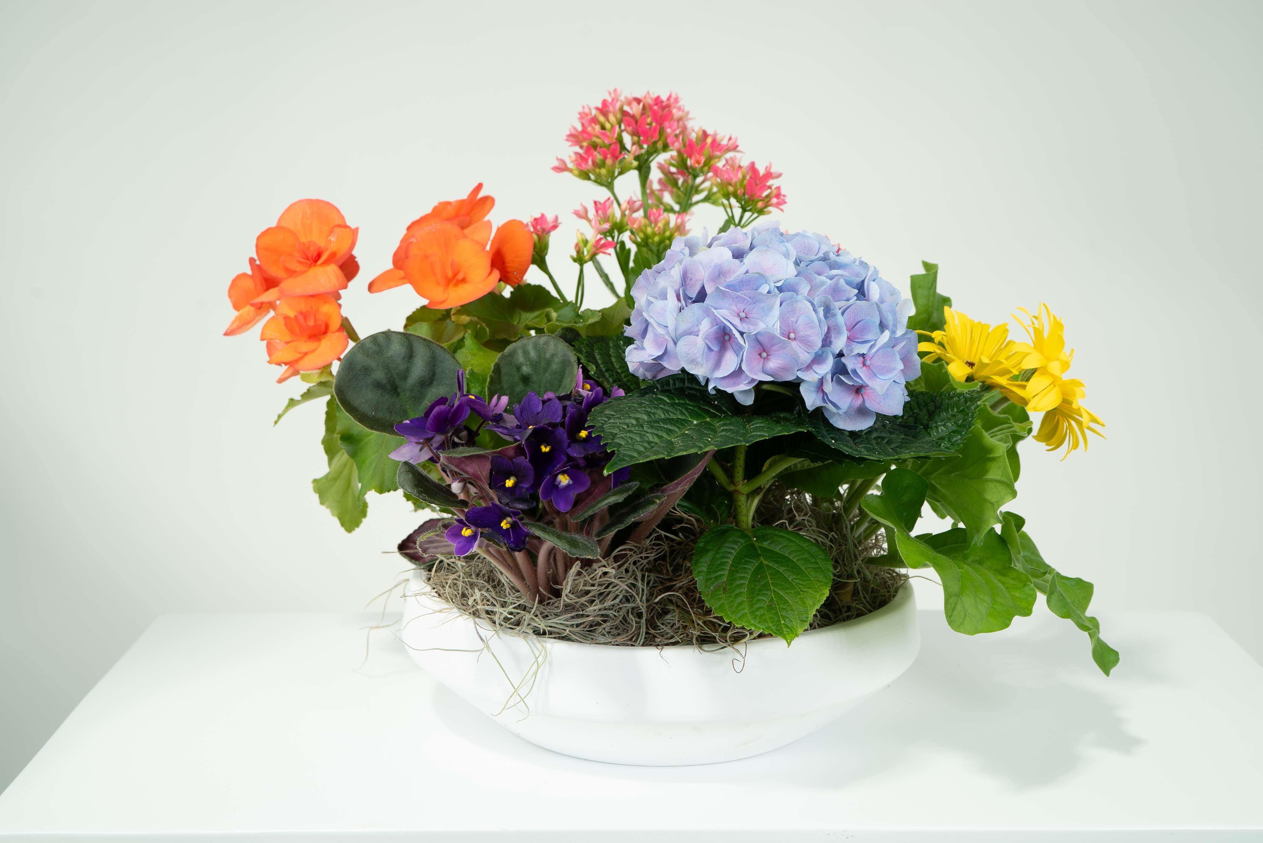 Spring in Bloom  - This mixed bowl of garden blossoms is filled with hydrangea, violets, kalanchoe, begonias and a lovely Gerber dais. It is brought together with Spanish moss for a soft visual. 