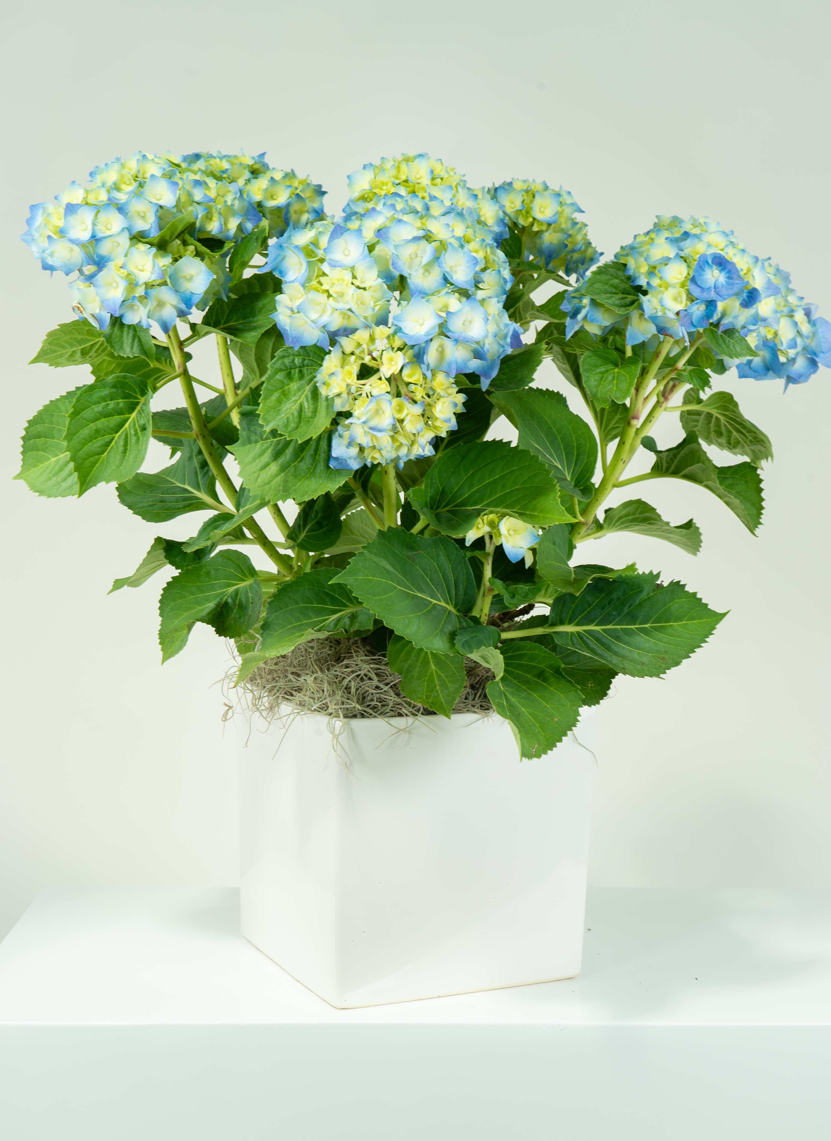 Hydrangea Haven  - This classic blue hydrangea plant comes in a square ceramic container adorned with Spanish moss for a soft and gentle touch.  