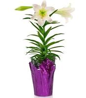 Easter Lily - Send a beautiful Lily!