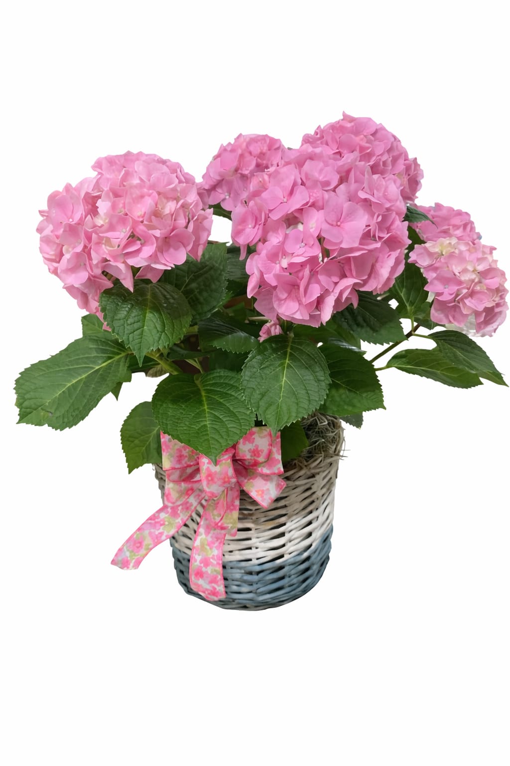 Pretty Pink Hydrangea in a decorative basket - Pretty Pink Hydrangea plant in a decorative basket