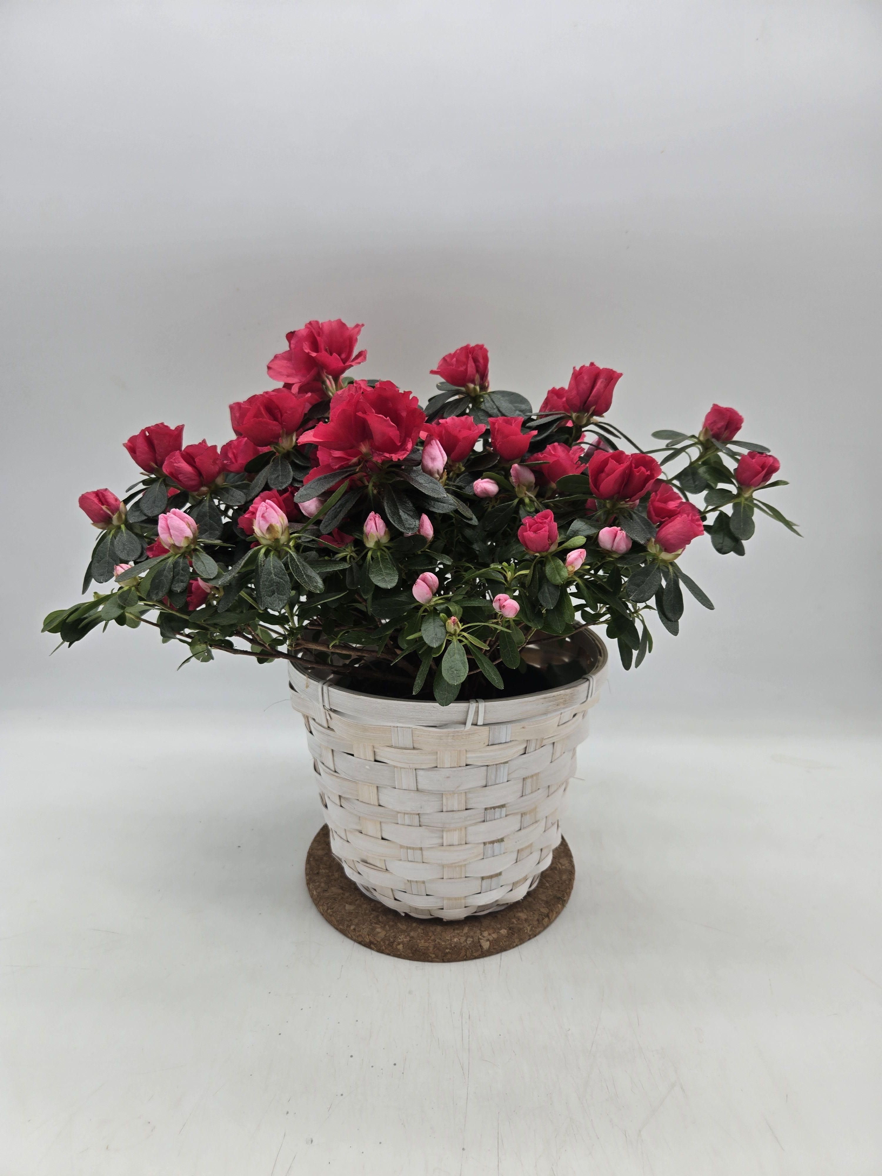Blooming pink and red potted plant in a white woven basket container