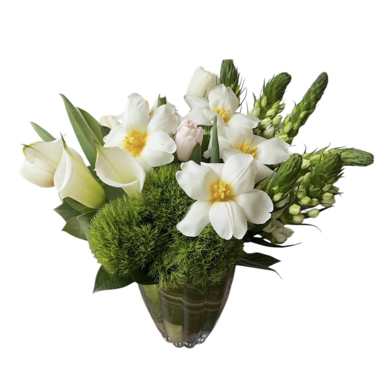 Spring Serenade  - White tulips, white calla lily, green dianthus and white star designed in a glass vase. As shown in photo.