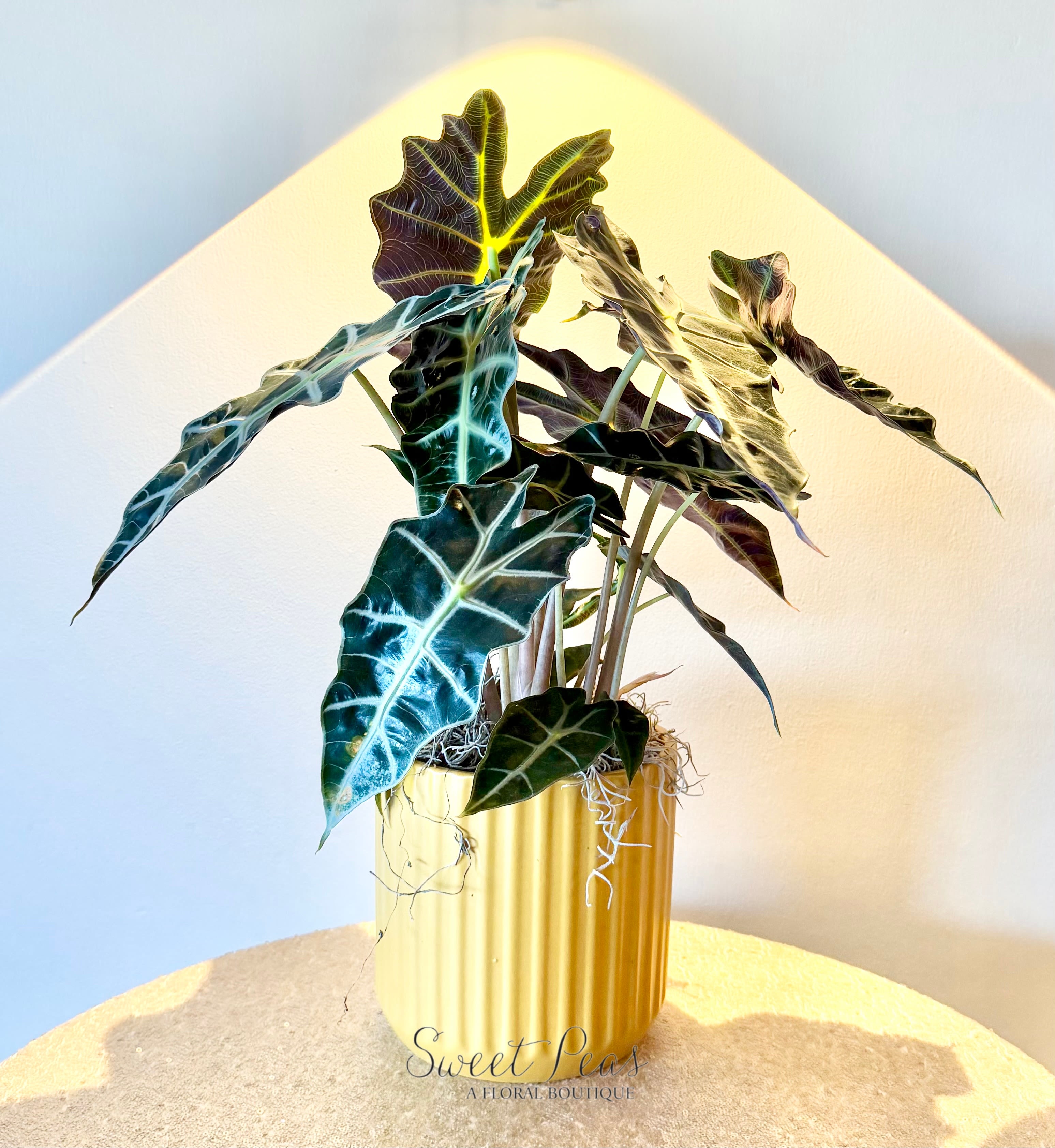 Golden Alocasia - Striking and sculptural, Golden Alocasia features a 6" Alocasia plant known for its dramatic, arrow-shaped leaves and bold veining. Set in a textured yellow ceramic pot, this design adds a vibrant pop of color while maintaining a modern, sophisticated feel. Perfect for plant lovers or as a standout accent in any space, it brings both style and natural beauty indoors.  Alocasia Plant Care Guide  Light: Bright, indirect light is ideal. Avoid direct sunlight, which can scorch the leaves, but too little light may cause slower growth or leaf drop.  Water: Keep the soil consistently lightly moist, but not soggy. Water when the top 1–2 inches of soil feel dry. Alocasias are sensitive to overwatering, so be sure the pot has good drainage.  Humidity: These plants love humidity! Average home humidity can be a bit low, so consider placing near a humidifier or on a pebble tray to keep leaves looking their best.  Temperature: Prefers warm temperatures between 65–80°F. Avoid cold drafts and sudden temperature changes.  Soil: Well-draining potting mix is key. A blend designed for houseplants with added perlite or orchid bark works well.  Fertilizer: Feed monthly during spring and summer with a balanced liquid houseplant fertilizer. Reduce feeding in fall and winter.  Pet Safety: Alocasia plants are toxic if ingested—keep out of reach of pets and small children.  Pro Tip: It’s normal for Alocasias to occasionally drop a leaf as they grow—especially when adjusting to a new environment. 