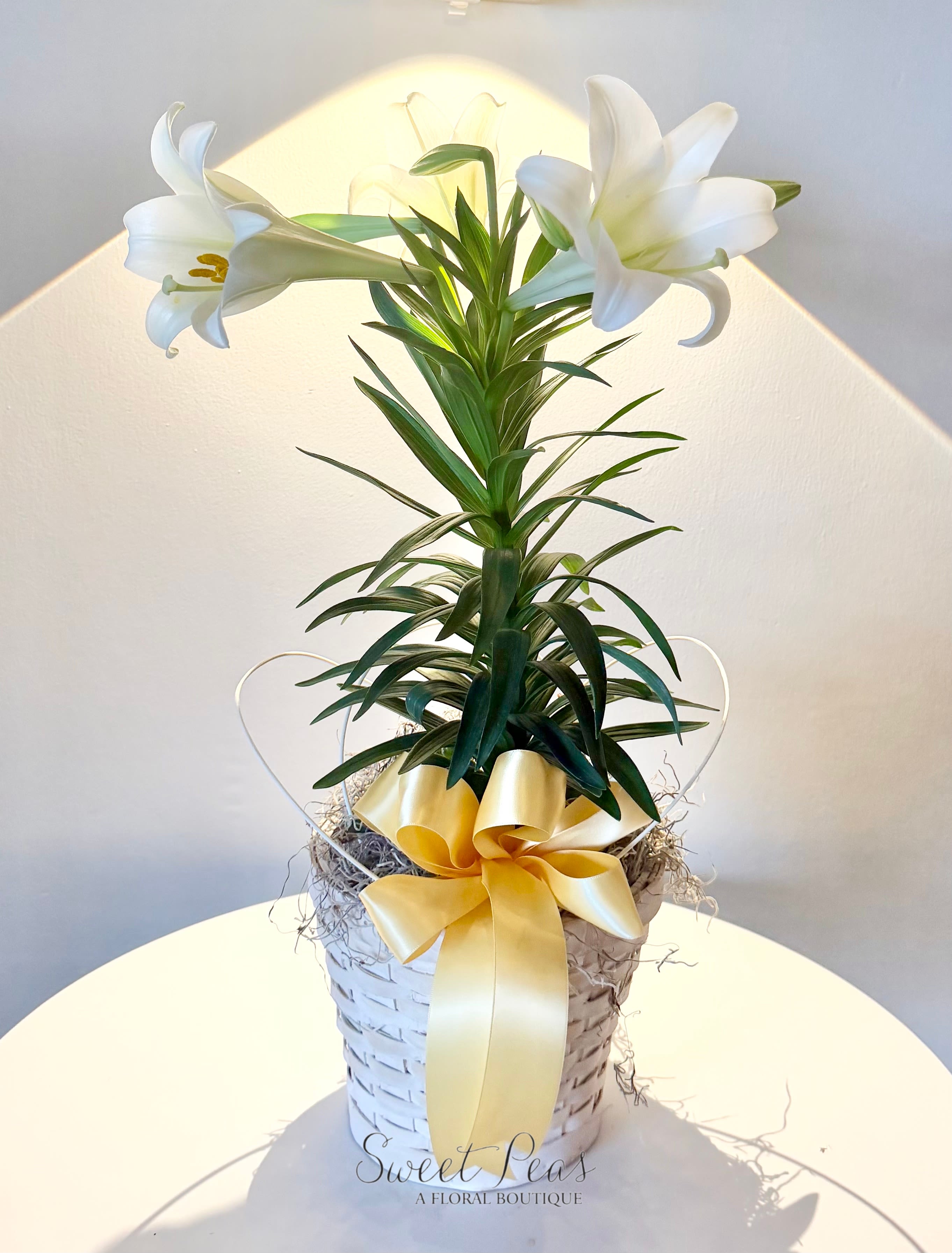Easter Lily - Graceful and timeless, Elegant Easter Lily features a blooming white Easter lily plant, cherished for its pure, trumpet-shaped flowers and gentle fragrance. Designed in a woven basket and finished with a luxurious satin bow, this seasonal favorite brings beauty, peace, and meaning to any space. Available for a limited time during Easter week, it’s a classic gift for celebrating the holiday or sharing a heartfelt sentiment.