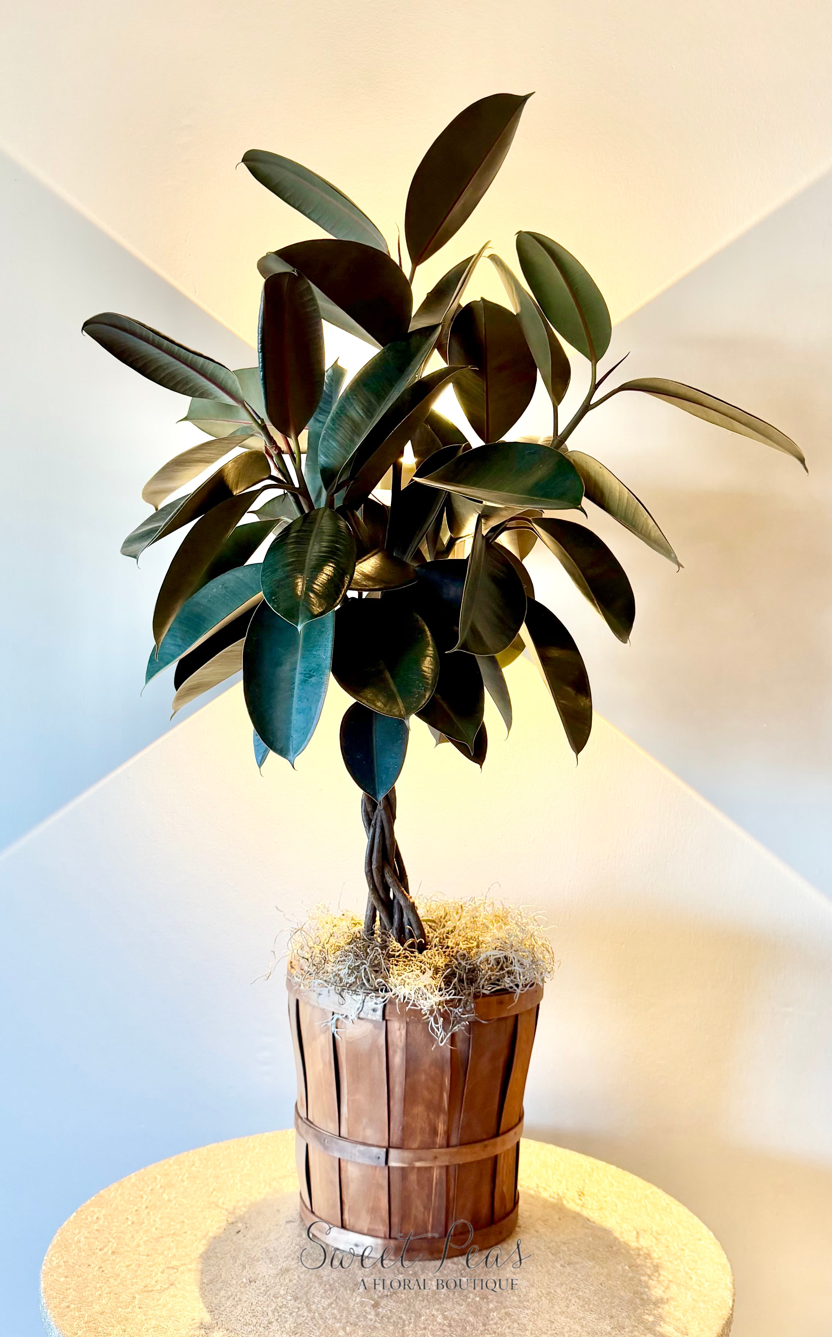 Braided Rubber Tree Topiary - Sleek and sculptural, Braided Rubber Tree Topiary features a lush rubber plant styled with an elegant braided trunk and glossy, deep green leaves. Designed in a rustic wood container with natural moss accents, this piece brings a perfect balance of modern sophistication and organic texture. Easy to care for and long-lasting, it’s an ideal gift or statement plant for home or office spaces.