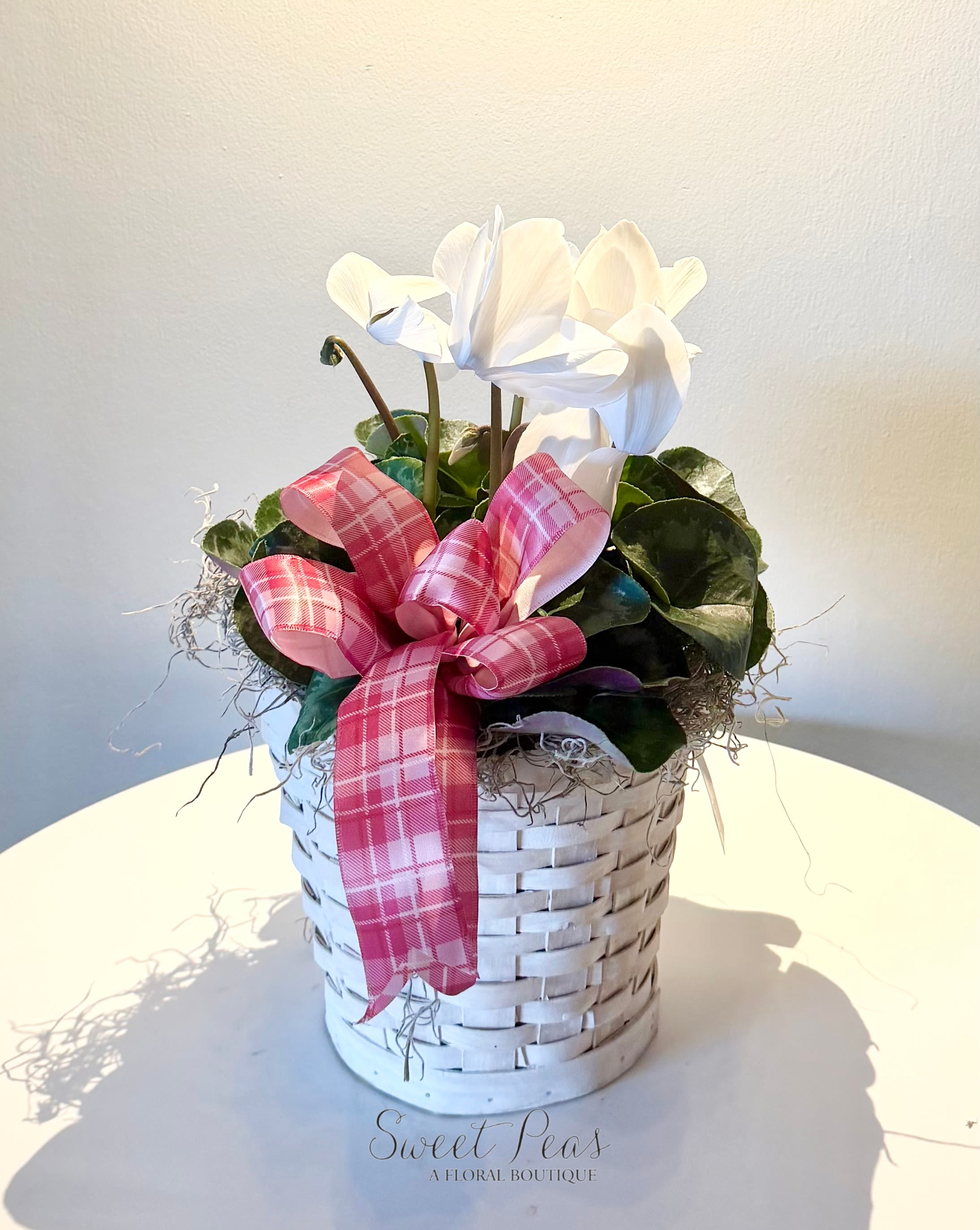 6" White Cyclamen - Delicate and elegant, White Cyclamen Basket features graceful white cyclamen blooms rising above rich green foliage. Designed in a woven basket and finished with a charming ribbon, this piece offers a timeless, cottage-inspired feel. With its soft beauty and compact size, it’s a lovely choice for everyday gifting, get well wishes, or adding a fresh touch to any space.