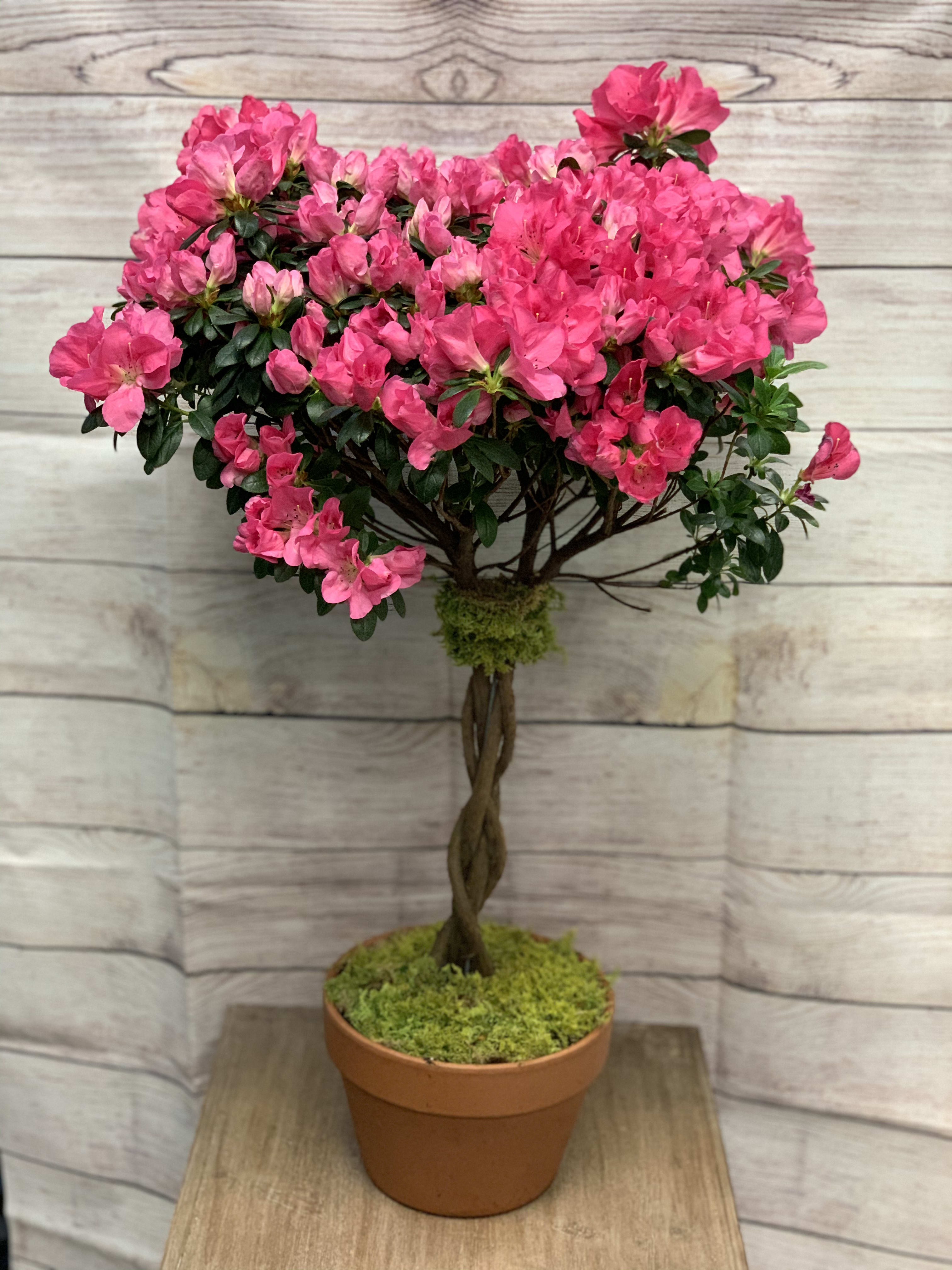 Tall pink flowering topiary plant with twisted trunk in a terracotta pot covered with moss