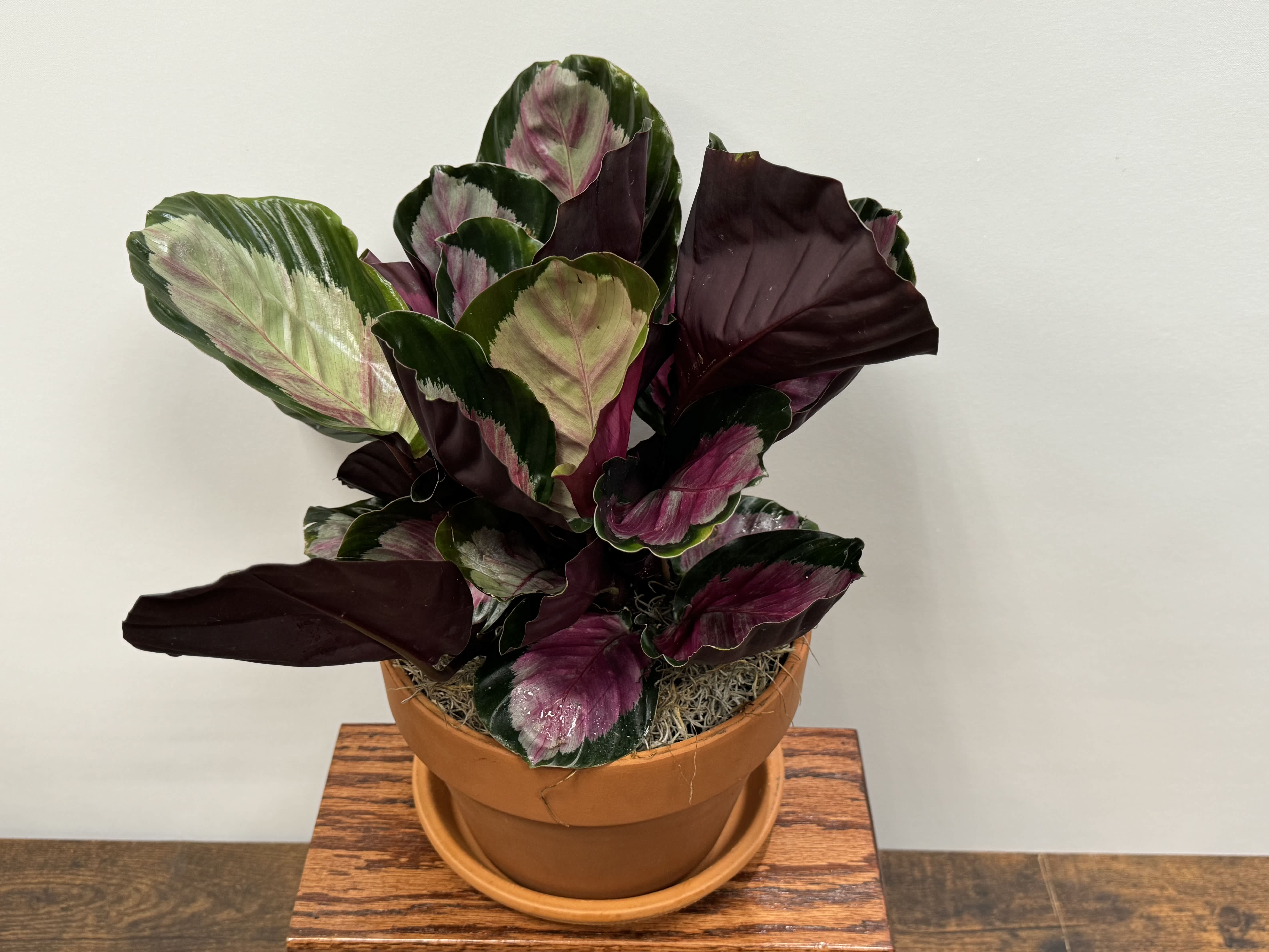 Potted houseplant with large green and burgundy patterned leaves in a terracotta pot