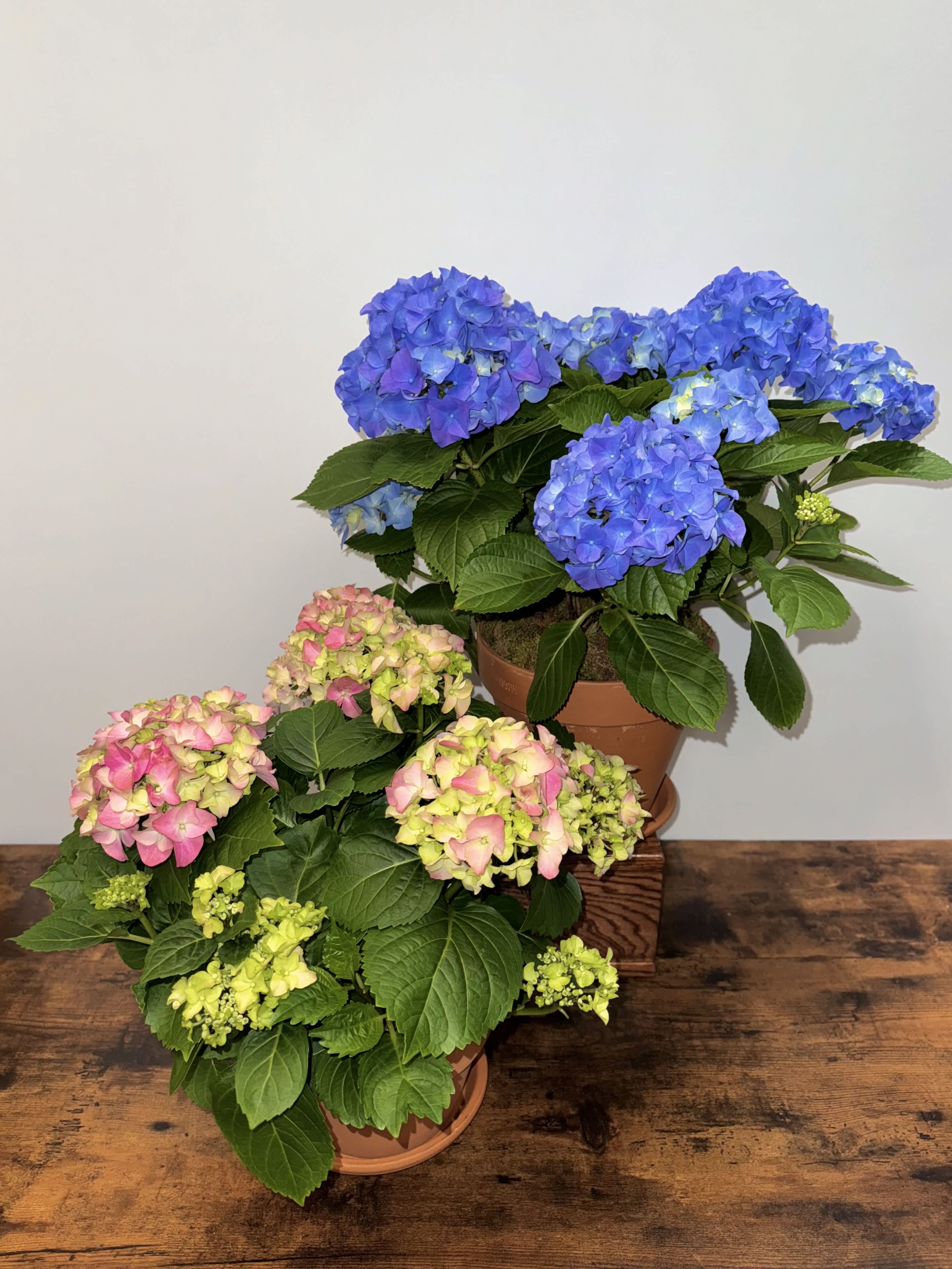 Two potted hydrangea plants with blue and pink-green blooms on a wooden surface