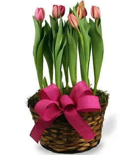 TULIP PLANT - Beautiful tulip plant in a wicker basket with a bow. Plant outside and enjoy the beautiful blooms each spring.