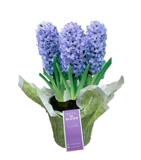 Potted lavender hyacinth plant in green floral wrap with a purple gift tag.