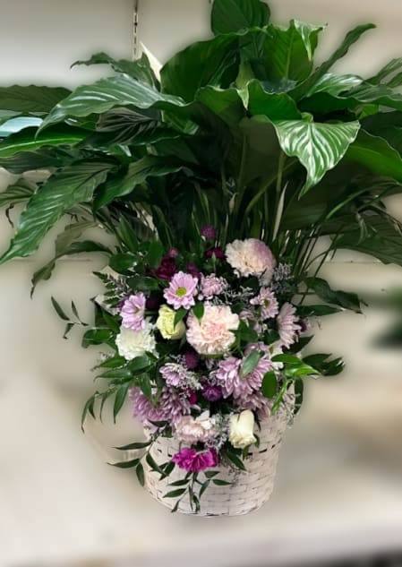 Lavender Peace Lily Tribute Bouquet - This elegant sympathy piece features a blooming peace lily plant complemented by a fresh bouquet in soft lavender and white tones. The bouquet is carefully attached to the front of the plant, creating a graceful presentation that is especially suitable for a viewing or service.  The combination of the lasting peace lily and the delicate floral accents offers both immediate beauty and a living tribute that can be enjoyed long after the service.  If you would like a ribbon, please note your request in the florist note section when placing your order.  For delivery to a memorial or funeral service, please enter the name of the deceased in the recipient field and include the correct date of the service to ensure proper timing and placement.