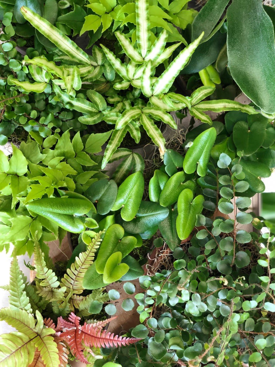 Assortment of lush green houseplants with varied leaf shapes and textures