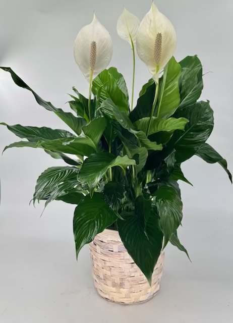 Spathiphyllum Plant  " Peace Lily" (DL) - Bring the beauty of nature indoor with our elegant Spathiphyllum Plant. This spectacular plant is potted in a premium ceramic container that adds a touch of sophistication to your decor and accented with delicate sheet moss to create a serene and refreshing ambience in any room.  6" dia pot Approx 23" H