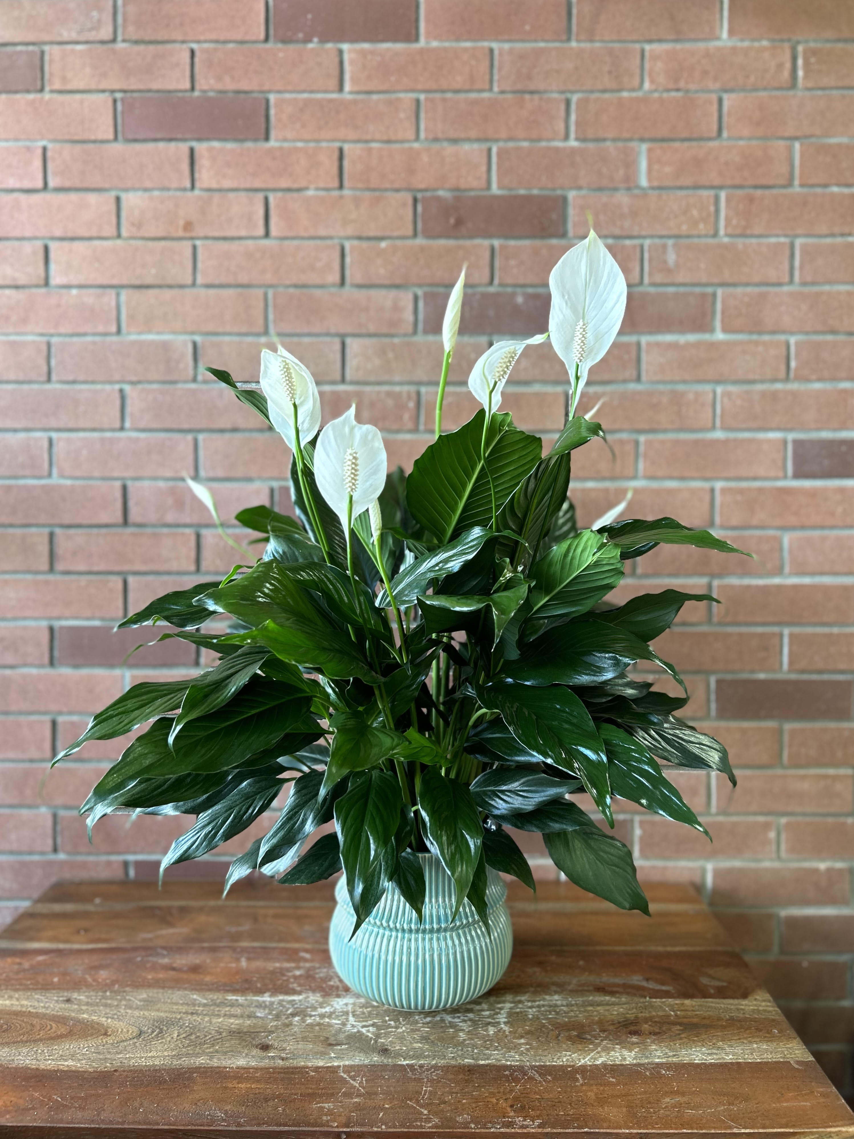 Peace Lily Plant in Venice, FL | Venetian Flowers