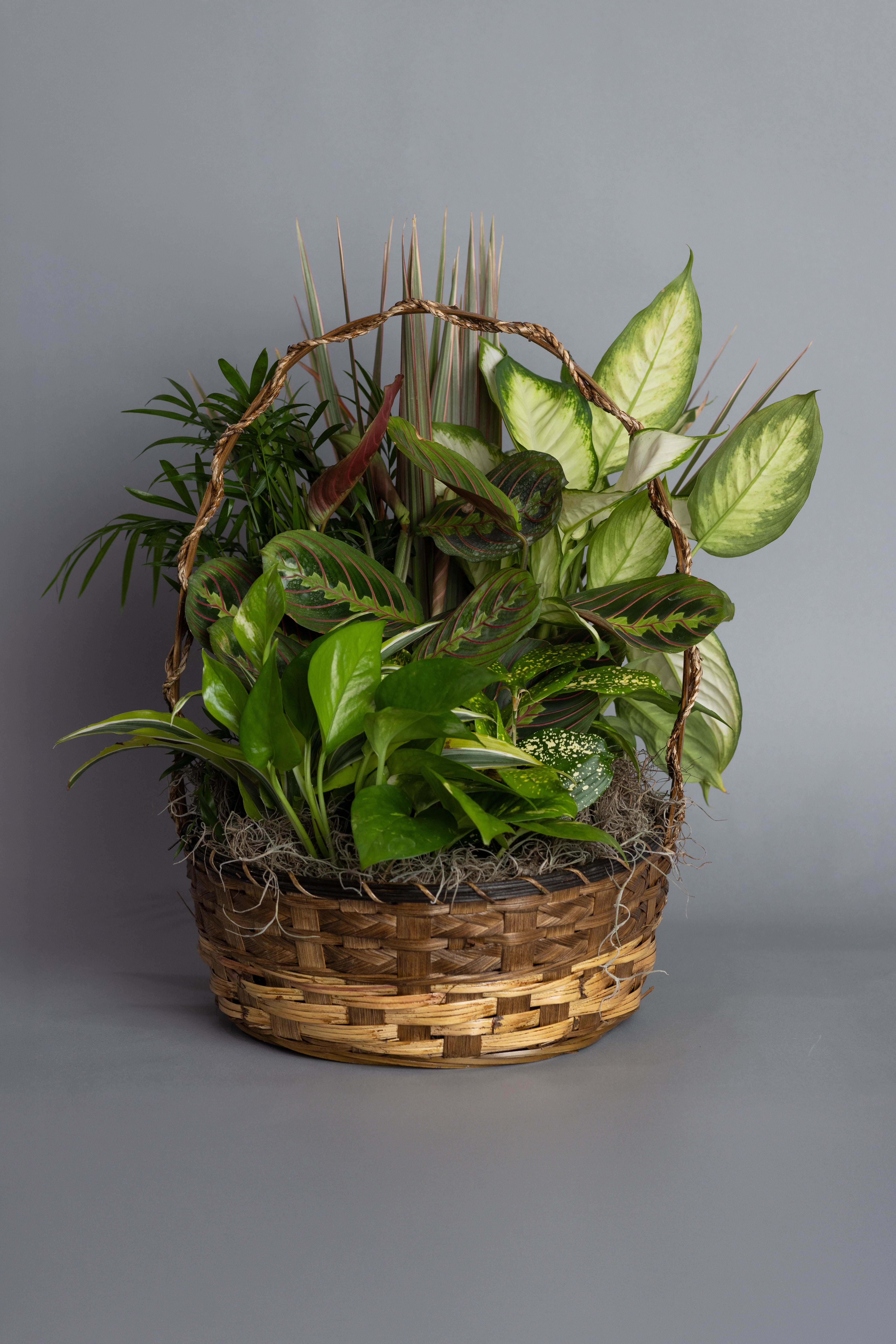 Dish Garden 12" Container - A beautifully shaped 12" ceramic pottery with assorted easy to maintain plants 