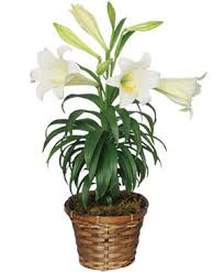 EASTER LILY  - Beautiful Easter lily in a basket with a spring bow.