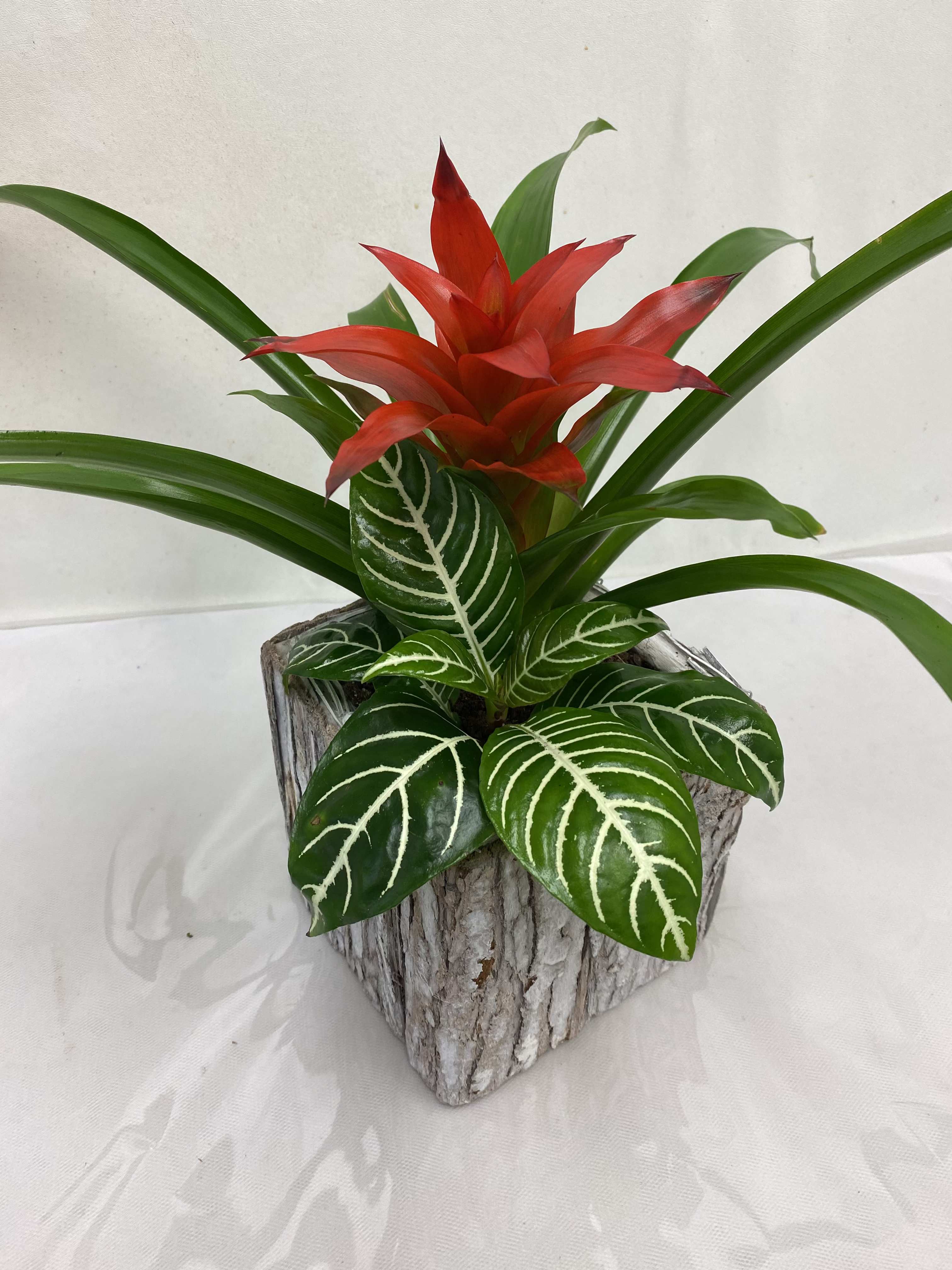 Red flowering tropical plant with striped green leaves in a rustic square wood pot