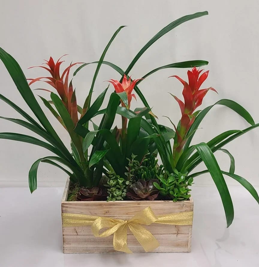 Tropical plants and succulents in a wooden box planter with red blooms and a gold ribbon bow