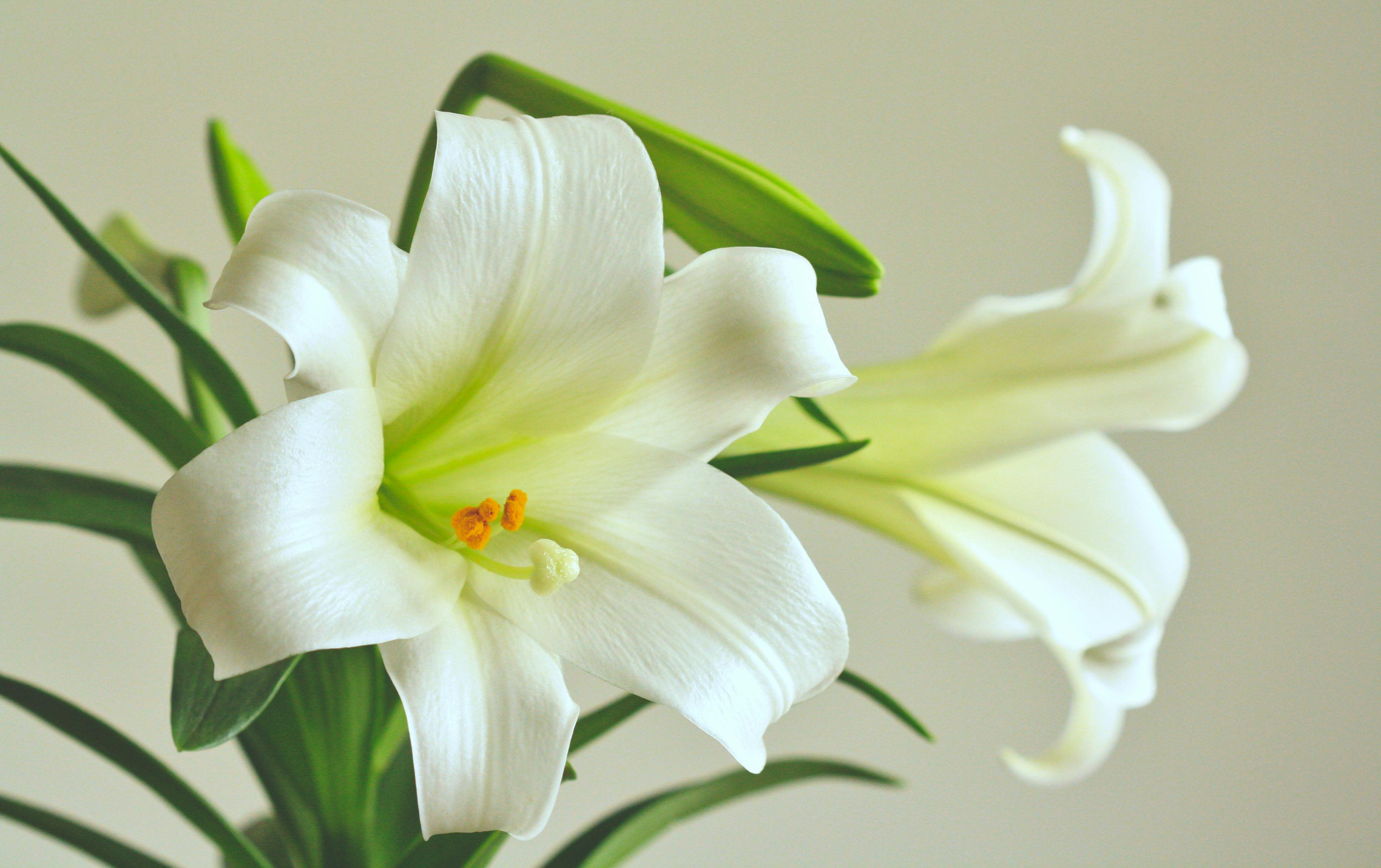 Easter Lily in Basket - Standard Single Stem Deluxe Double Stem Premium Triple Stem 