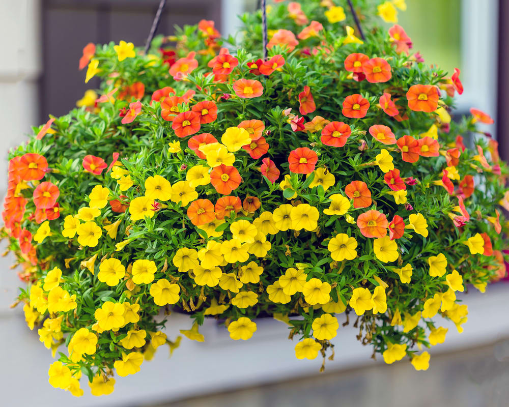 10"  Hanging Basket - *** Available for delivery 5/6/26-6/30/26 - Basket types vary between Million Bells (pictured), Fuchsia, Begonia and Lobelia. Grown locally by Raintree Garden Center!