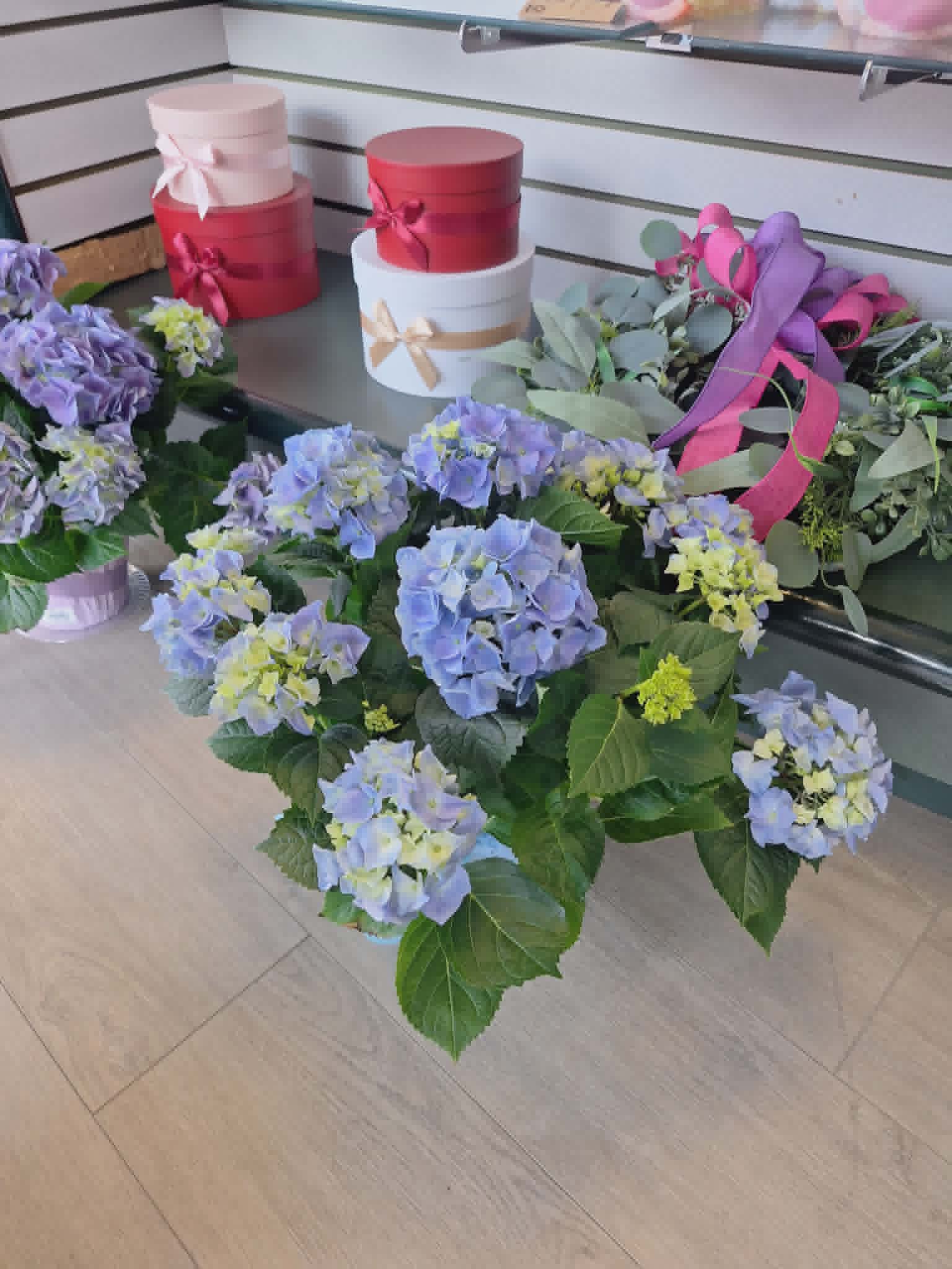 Blue Hydrangea Plant - Beautiful blue hydrangea plant to dress up your home with a little touch of color or plant it outside to turn into a beautiful bush.