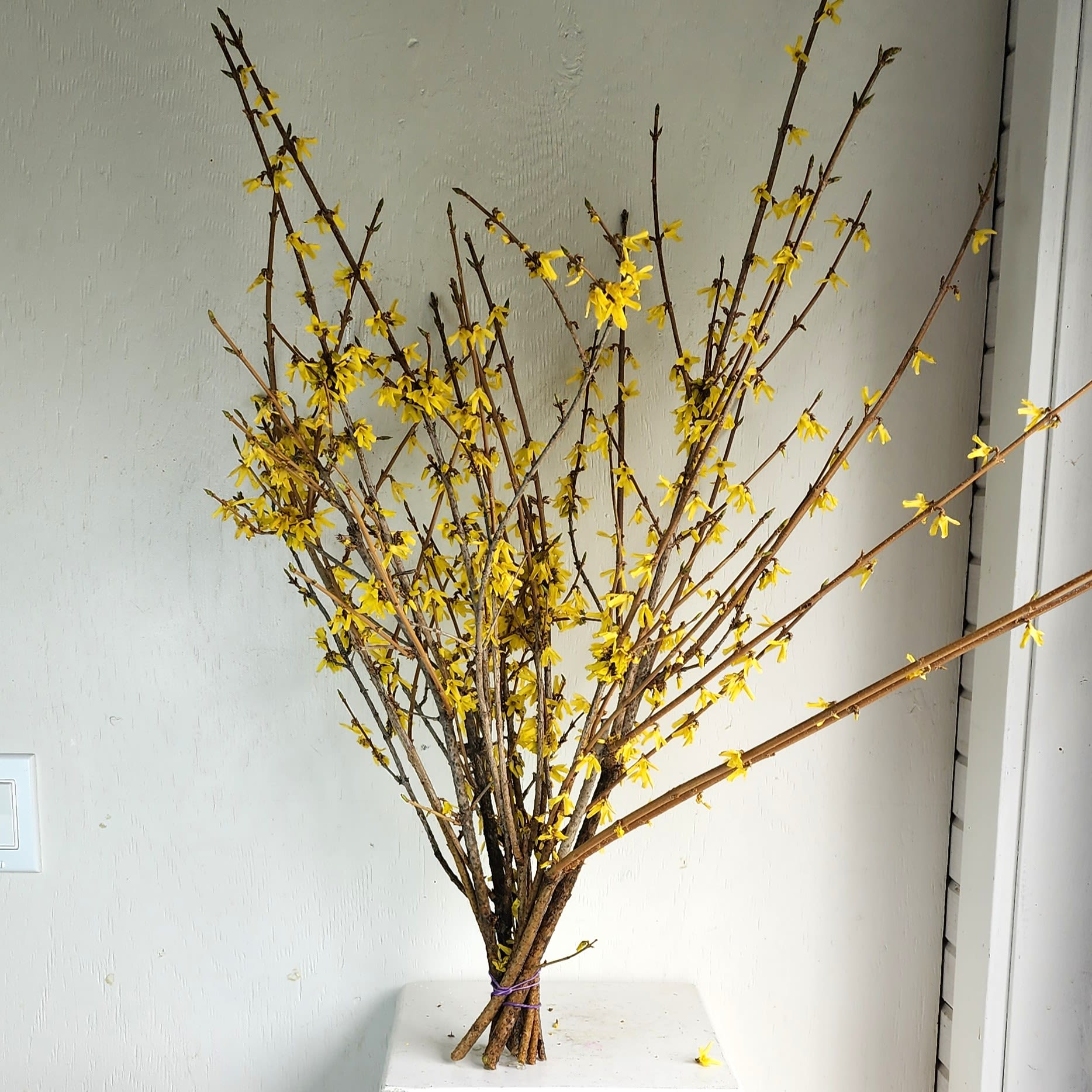 Forsythia Bundle  - We are a small studio florist in a small town. Every bouquet we create is a one-of-a-kind creation, tailored to the season, availability of flowers, color choice, artistic interpretation, and the current materials available. The photos do not represent the exact flowers that will be delivered. They are intended to provide you with an idea of what we do, how we do it, and the variance that can be expected.The season, availability of flowers, color choice, artistic interpretation, and the current materials available. The photos do not represent the exact flowers that will be delivered. They are intended to provide you with an idea of what we do, how we do it, and the variance that can be expected. 