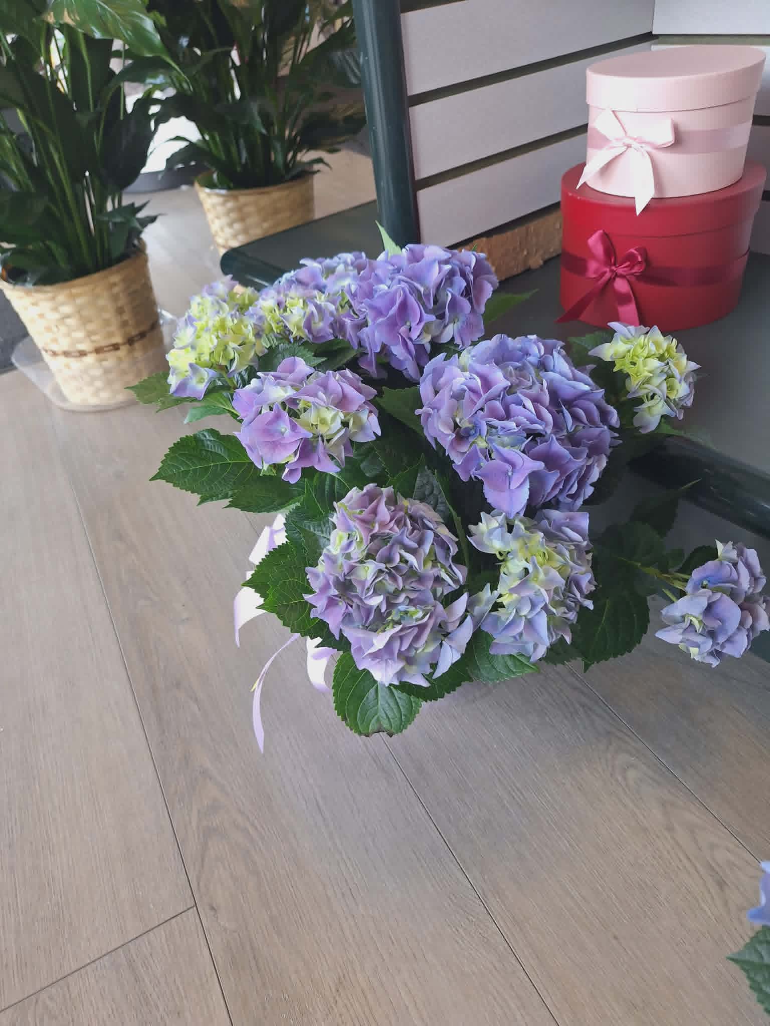 Purple Hydrangea Plant  - Beautiful purple hydrangea plant to dress up your home with a little touch of color or plant it outside to turn into a beautiful bush.