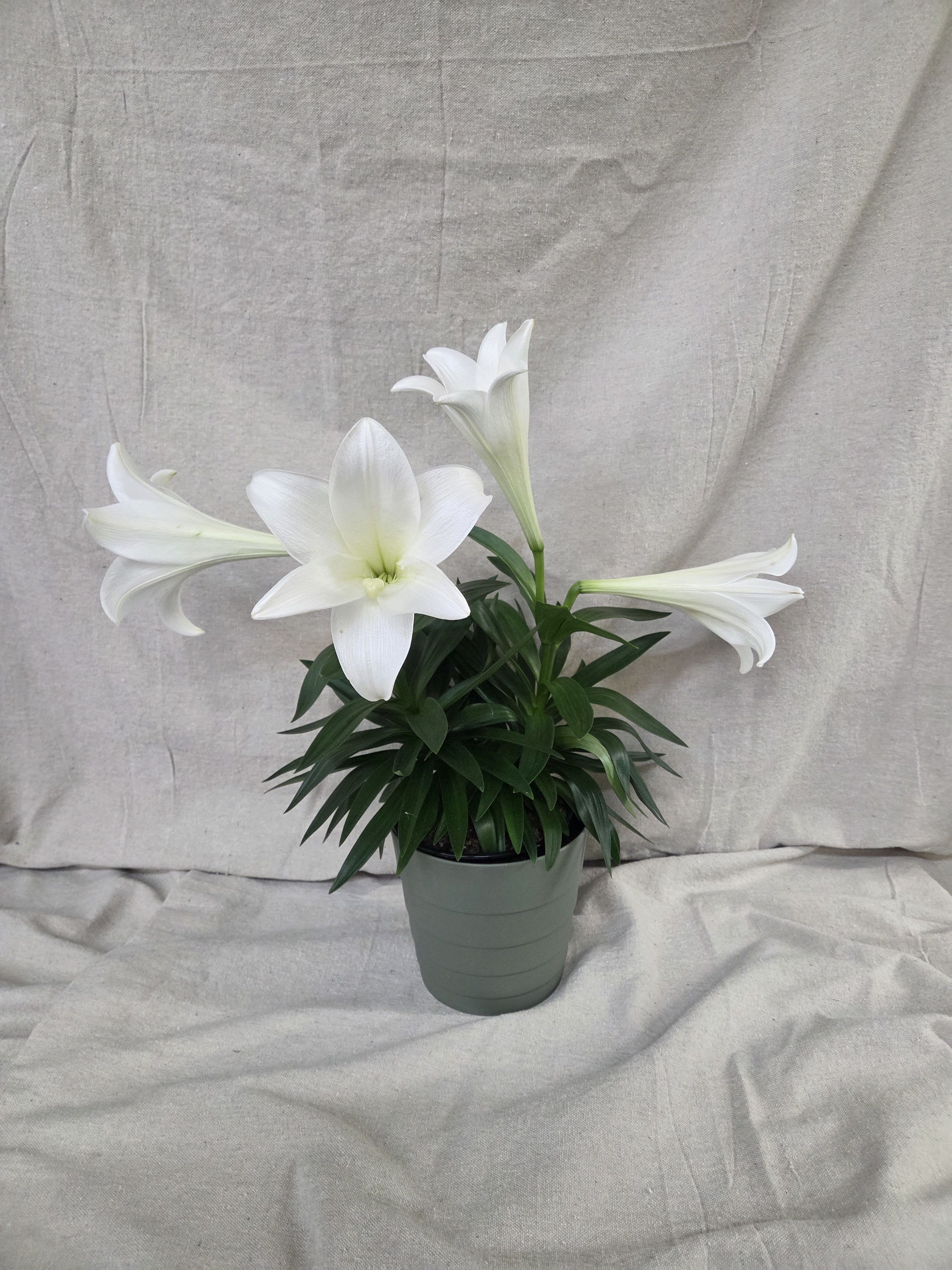 Plant - Easter Lily - Easter Lily in resin container. (Container color may vary.)
