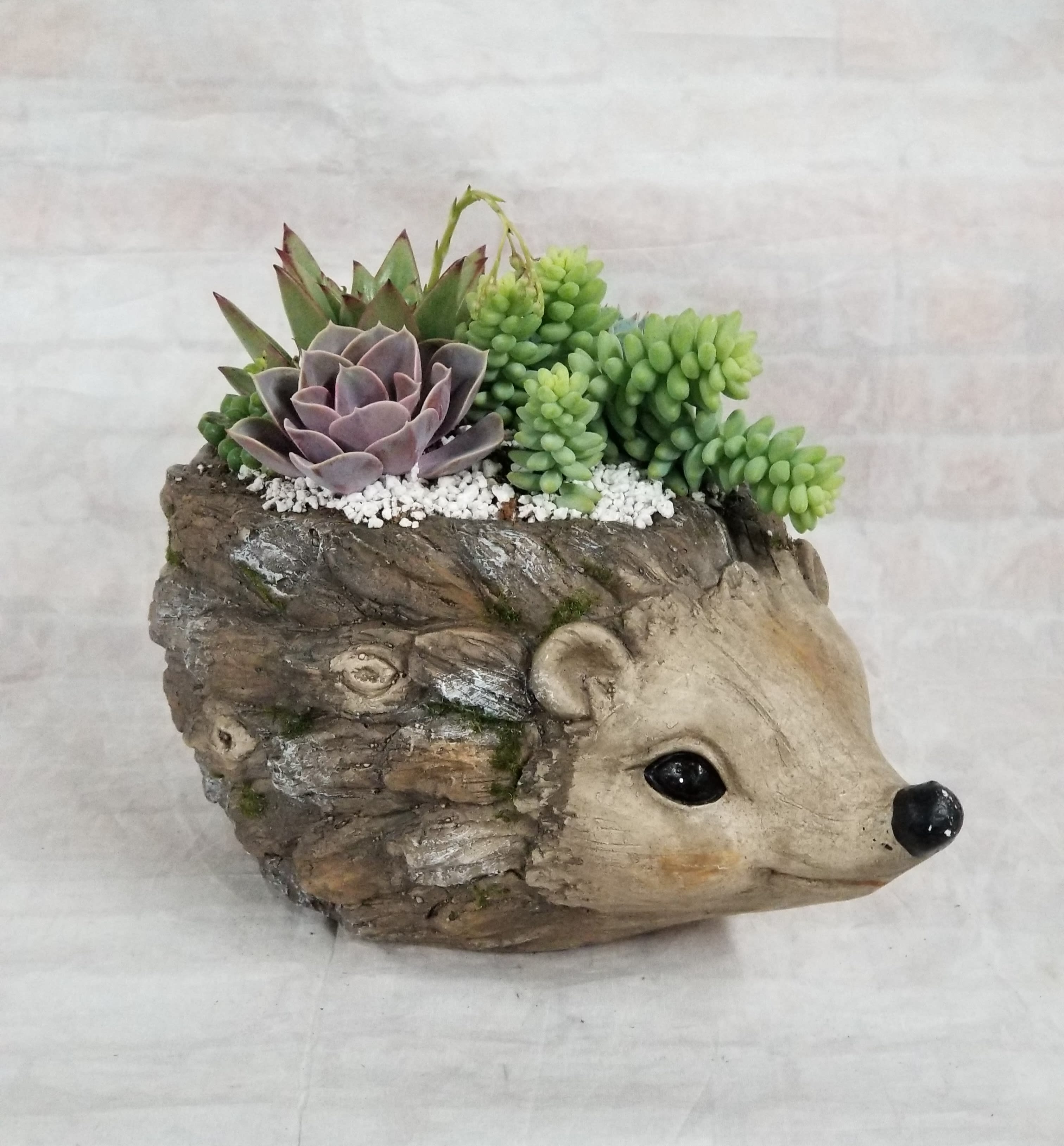 Round Hedgehog Succulent Planter - Select this large hedgehog planter filled with an assortment of succulents.  Approximately 8" x 13" x 9".
